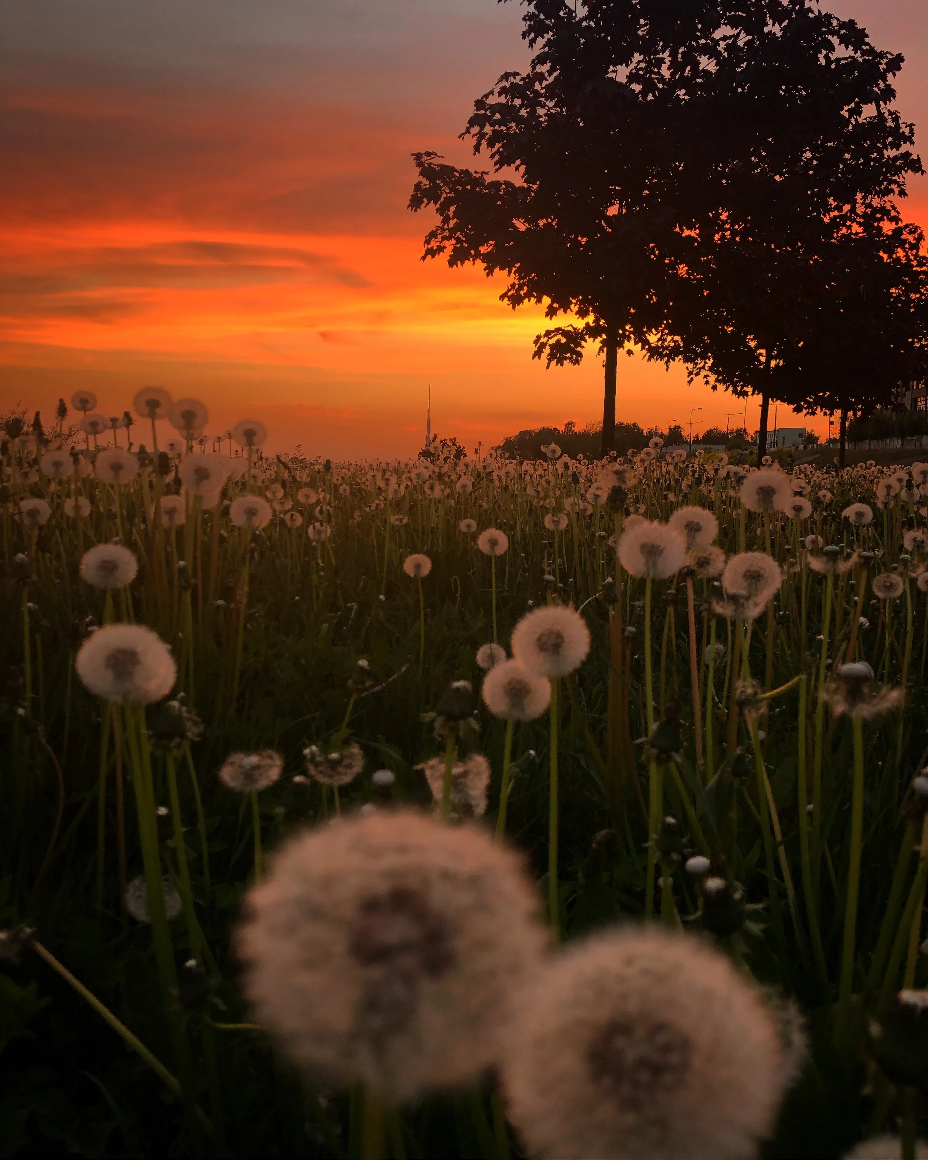 Dandelion Seeds Blowing in Warm Sunset Light Wallpaper
