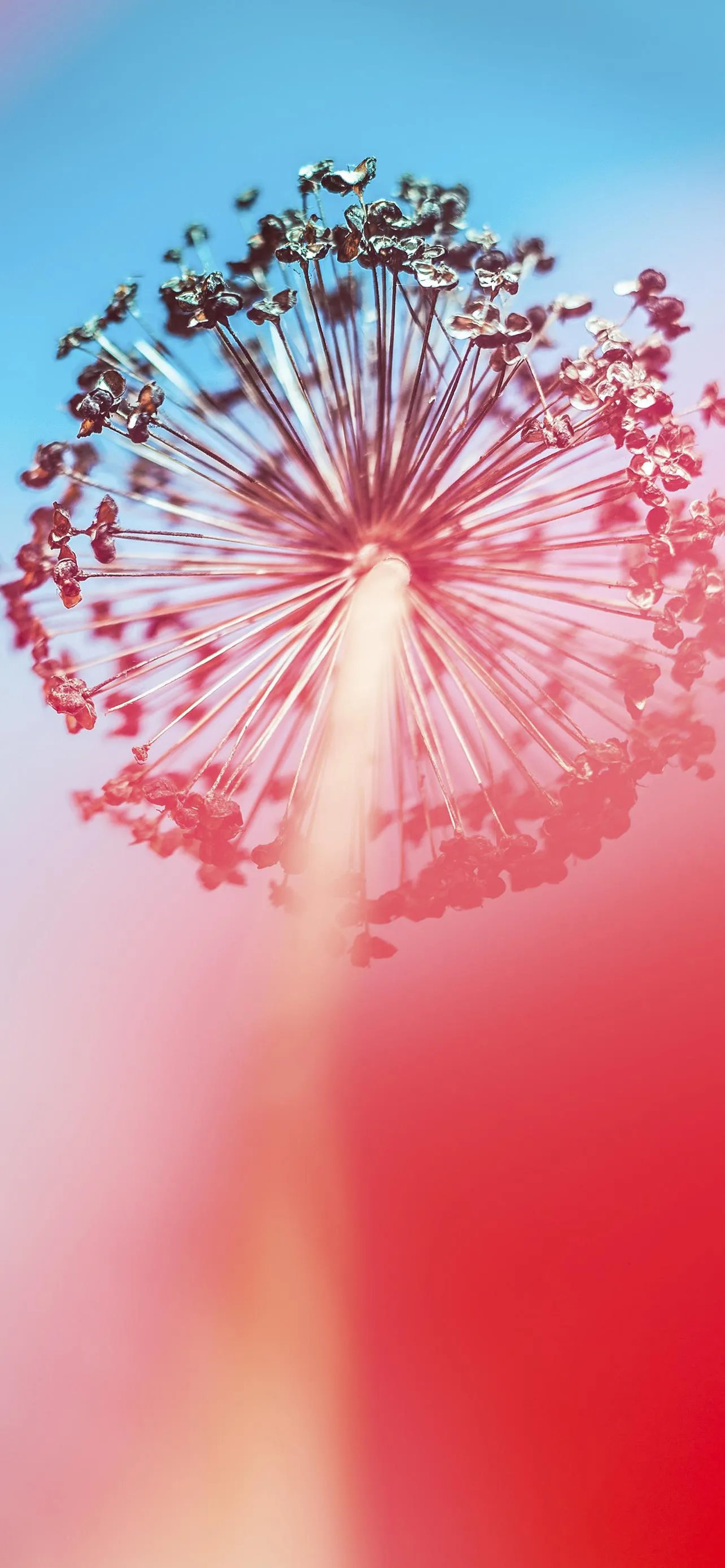 Dandelion with Blue Sky and Red Light Background Wallpaper