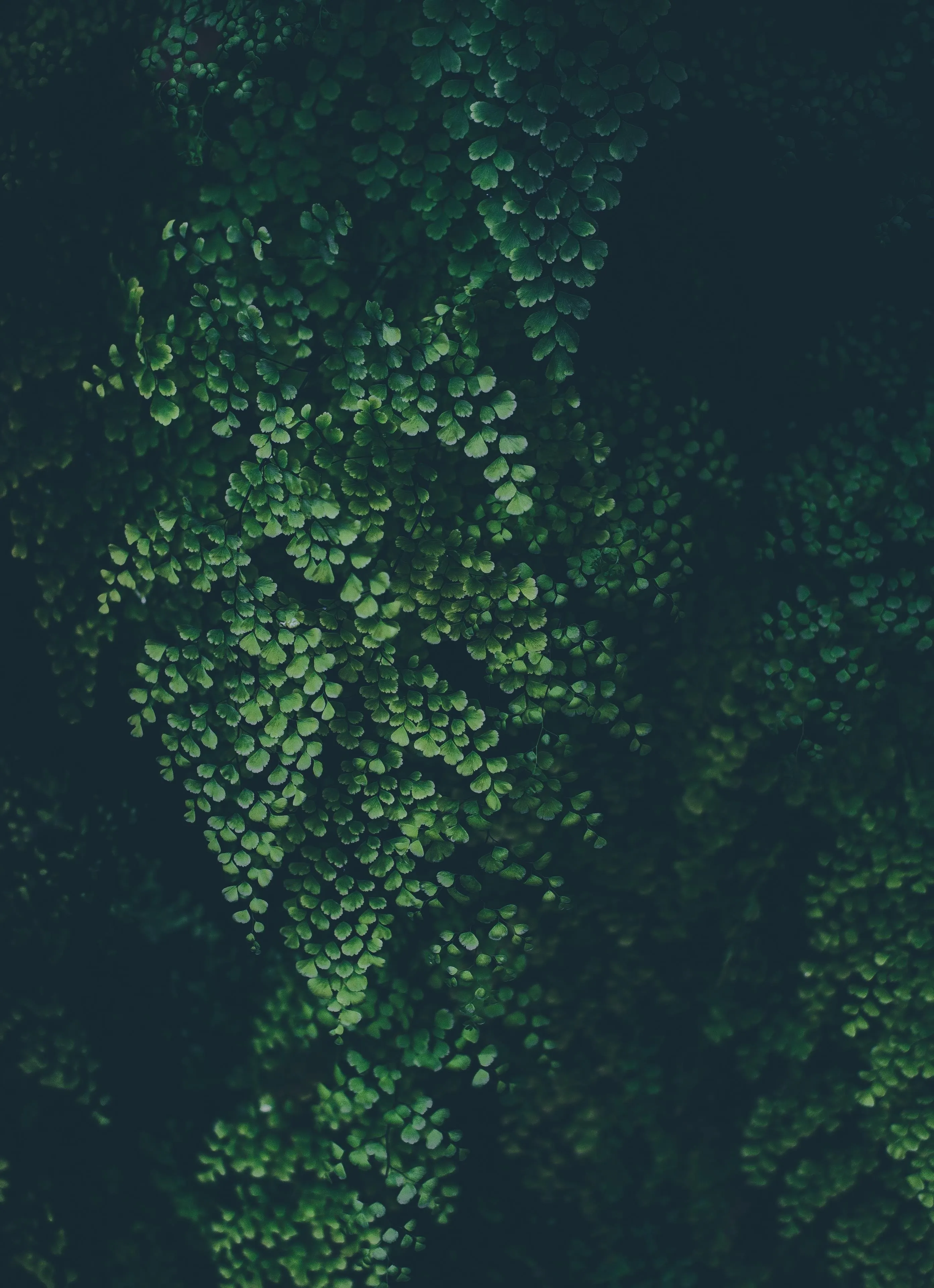 Dark Background with Glowing Green Fern Leaves Wallpaper