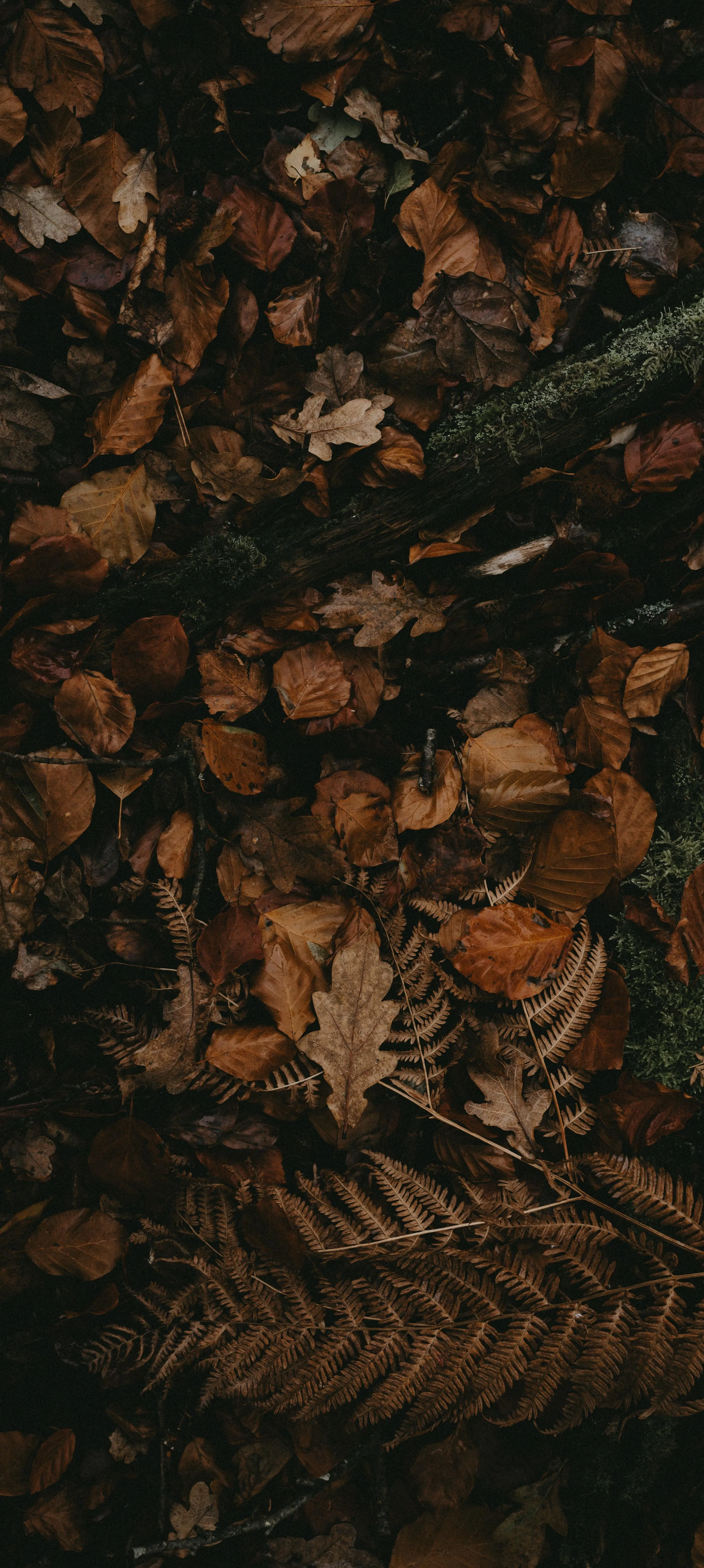 Dark Brown Autumn Leaves Covering The Ground Wallpaper