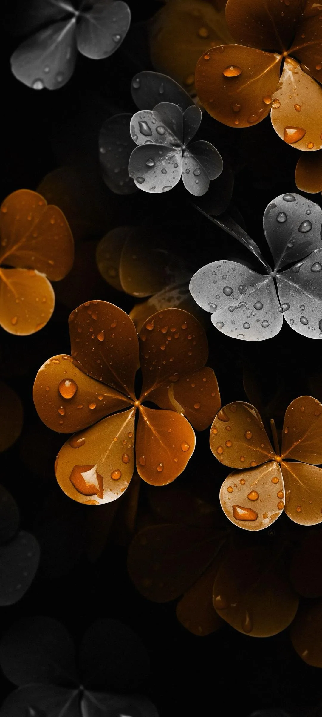 Dark Close Up of Golden Clover Leaves with Bokeh Lights