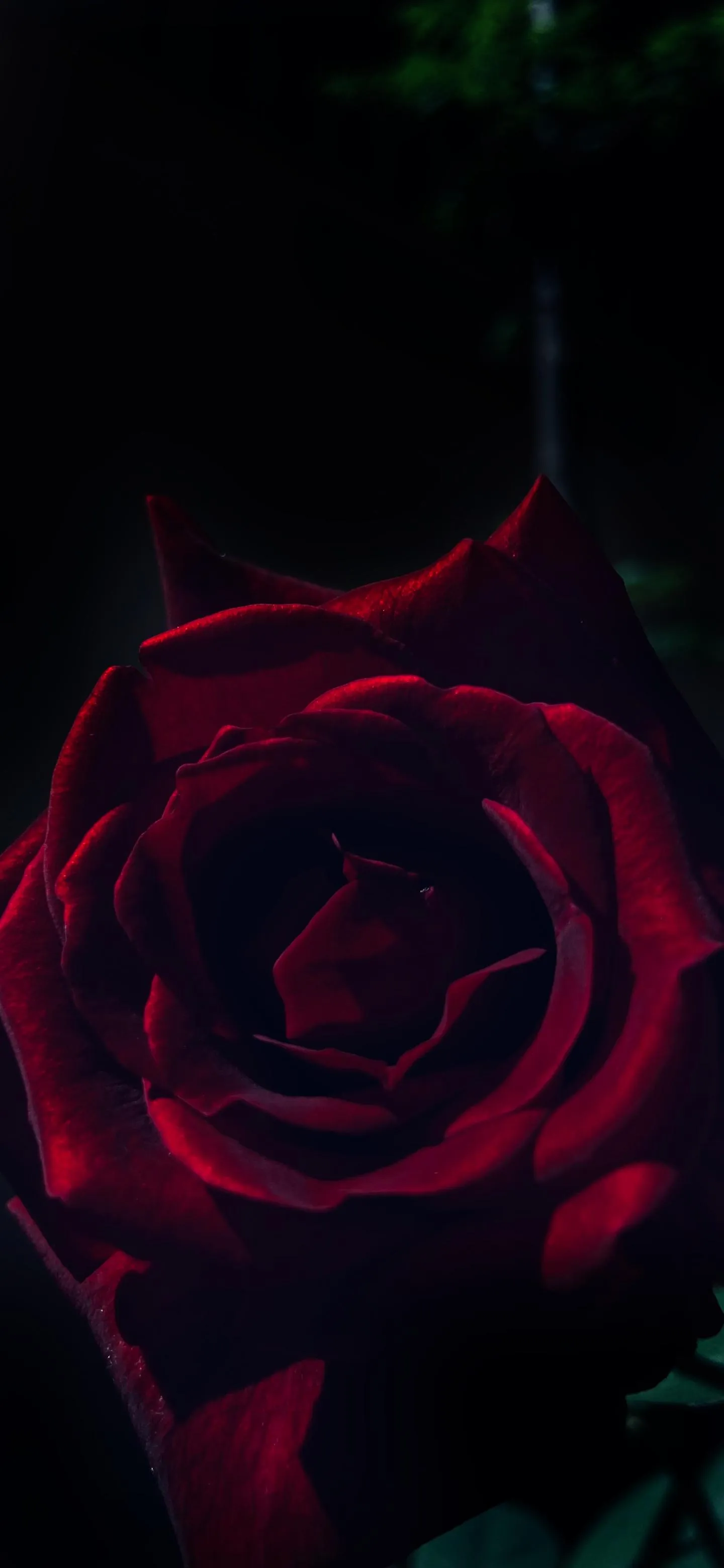Dark Crimson Rose Bloom Aesthetic Mobile Wallpaper
