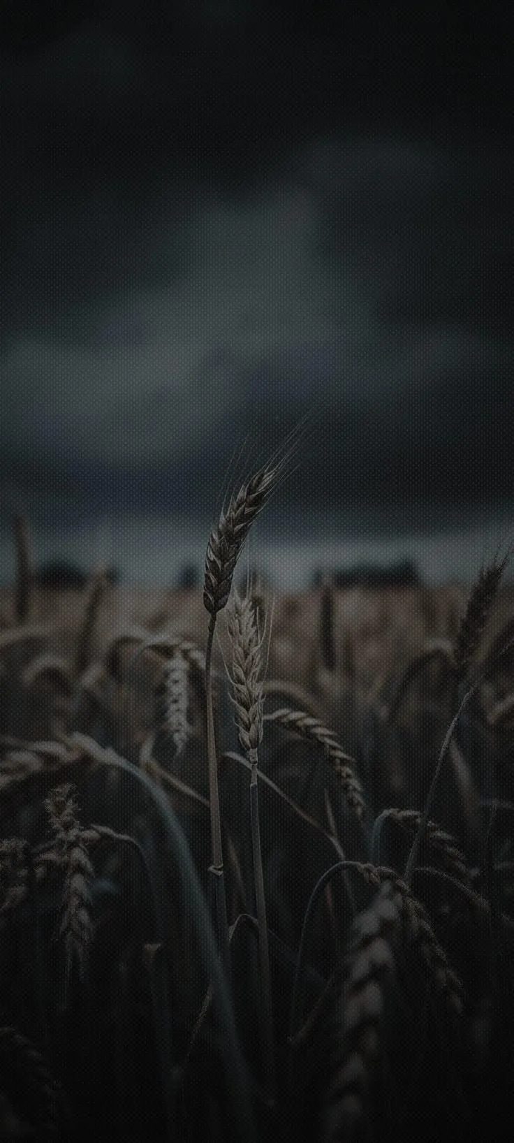 Dark Field Landscape under Cloudy Sky Mobile Theme Wallpaper