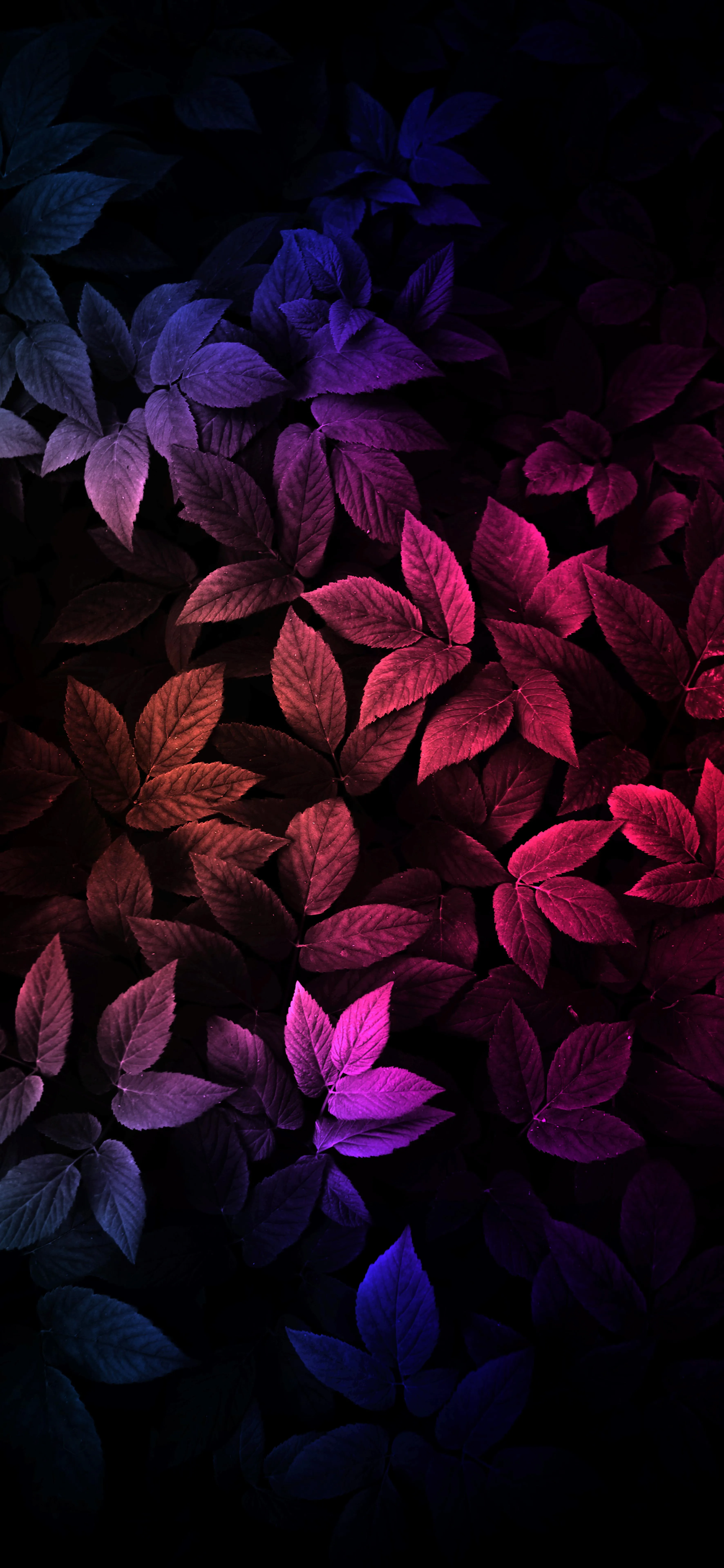 Dark Floral Pattern with Red and Purple Petals Wallpaper