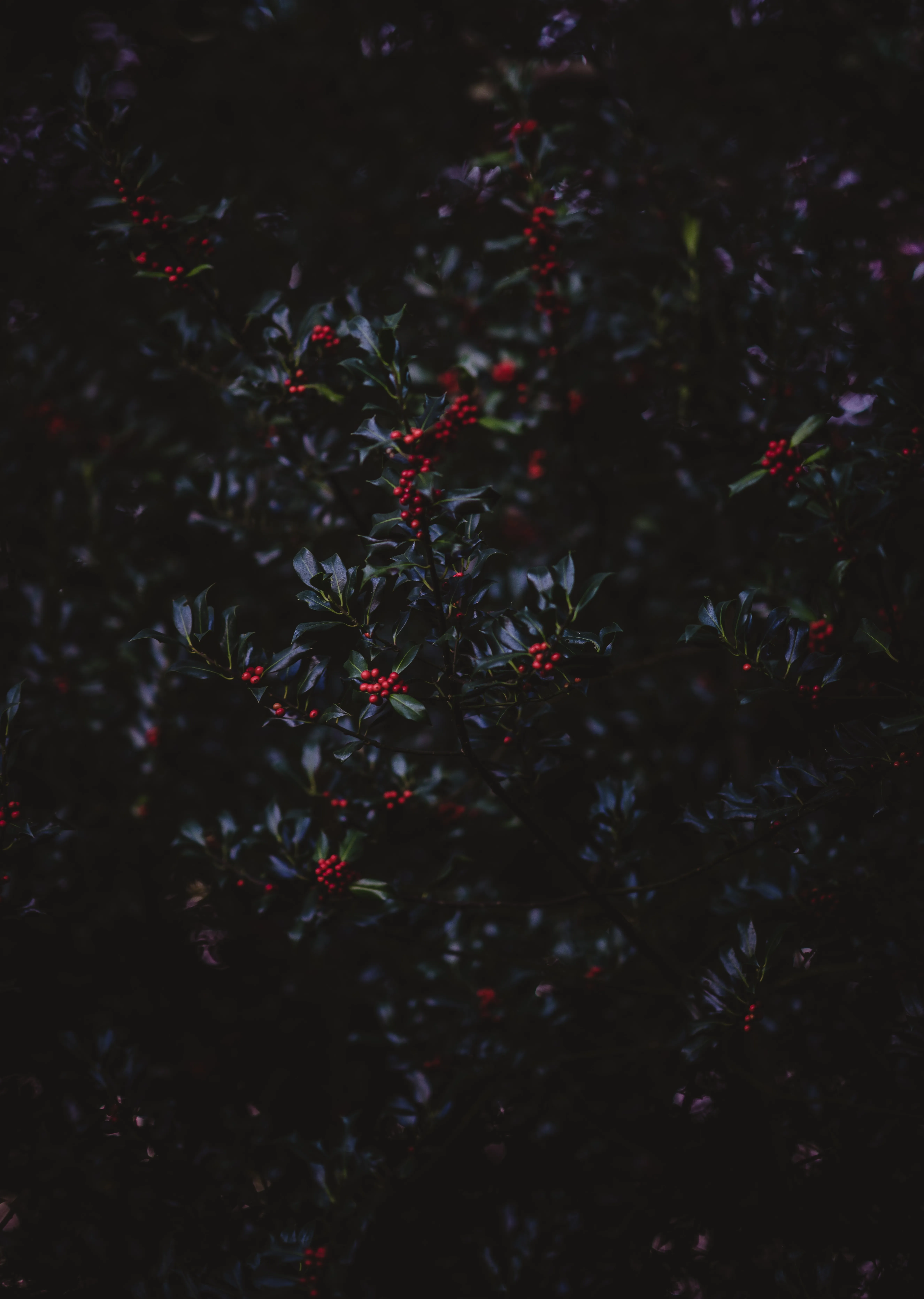 Dark Forest Branches with Red Berries in Soft Light