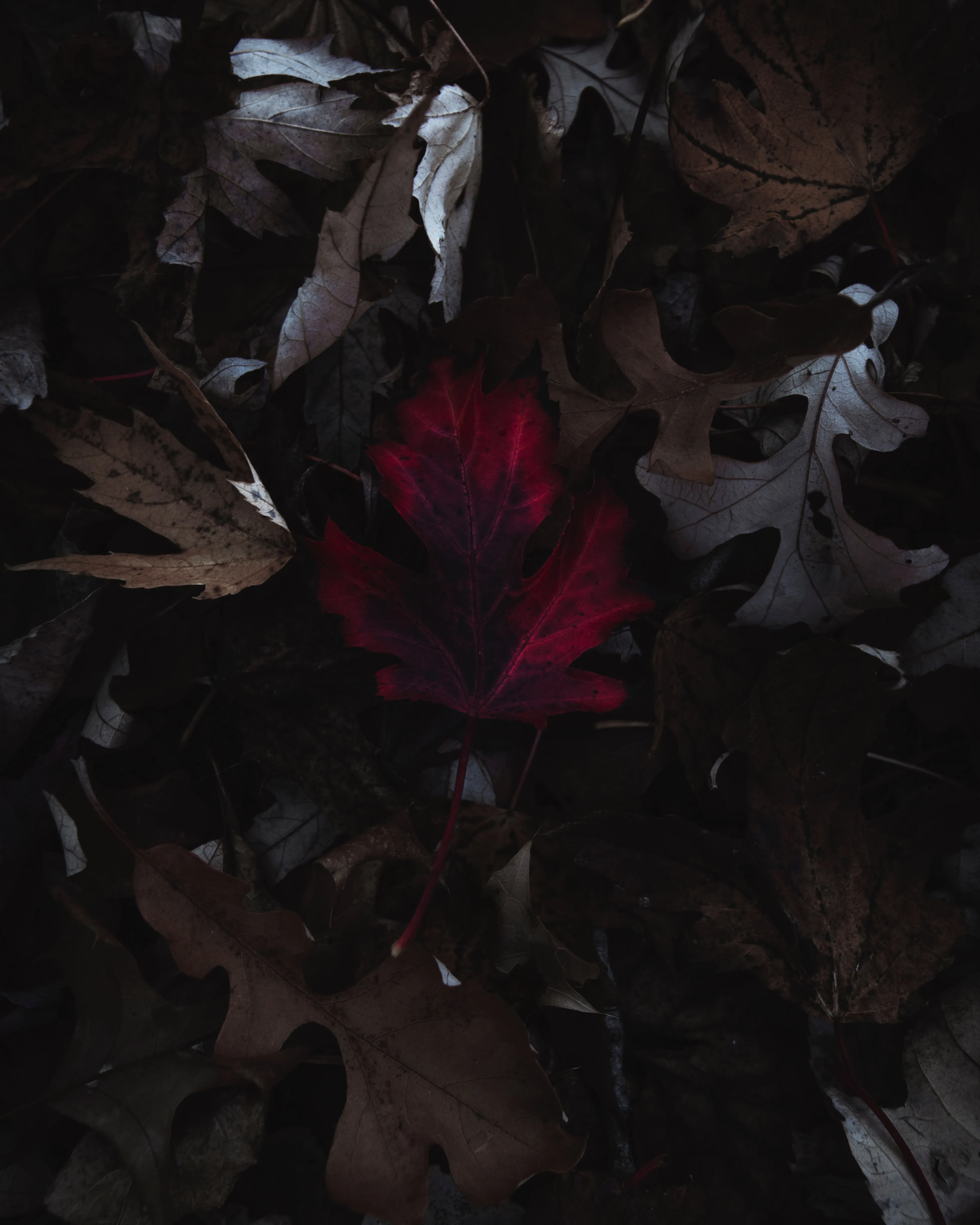 Dark Forest Leaves with Hidden Red Foliage Glow Image