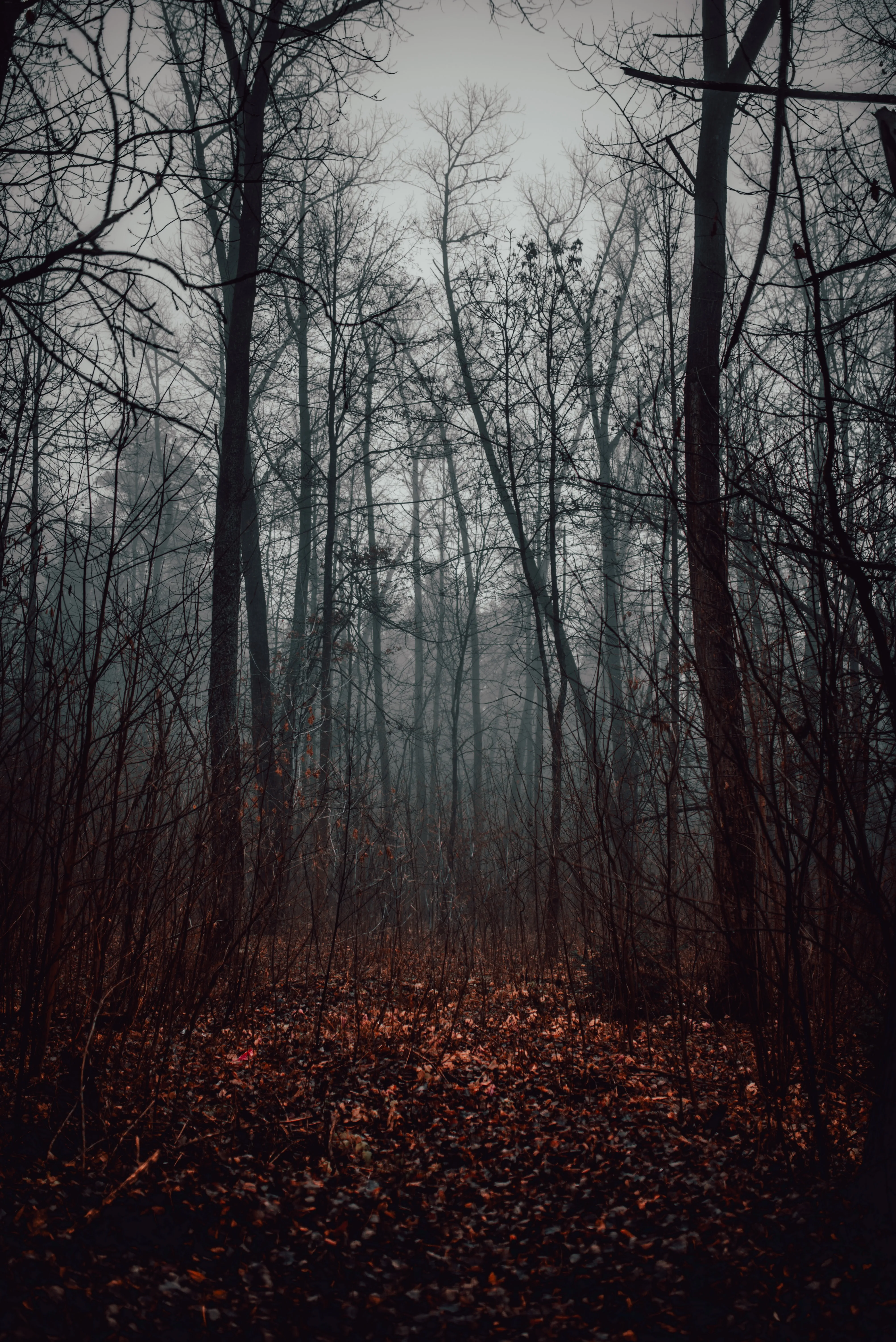 Dark Forest Path Covered with Red Fallen Leaves Image