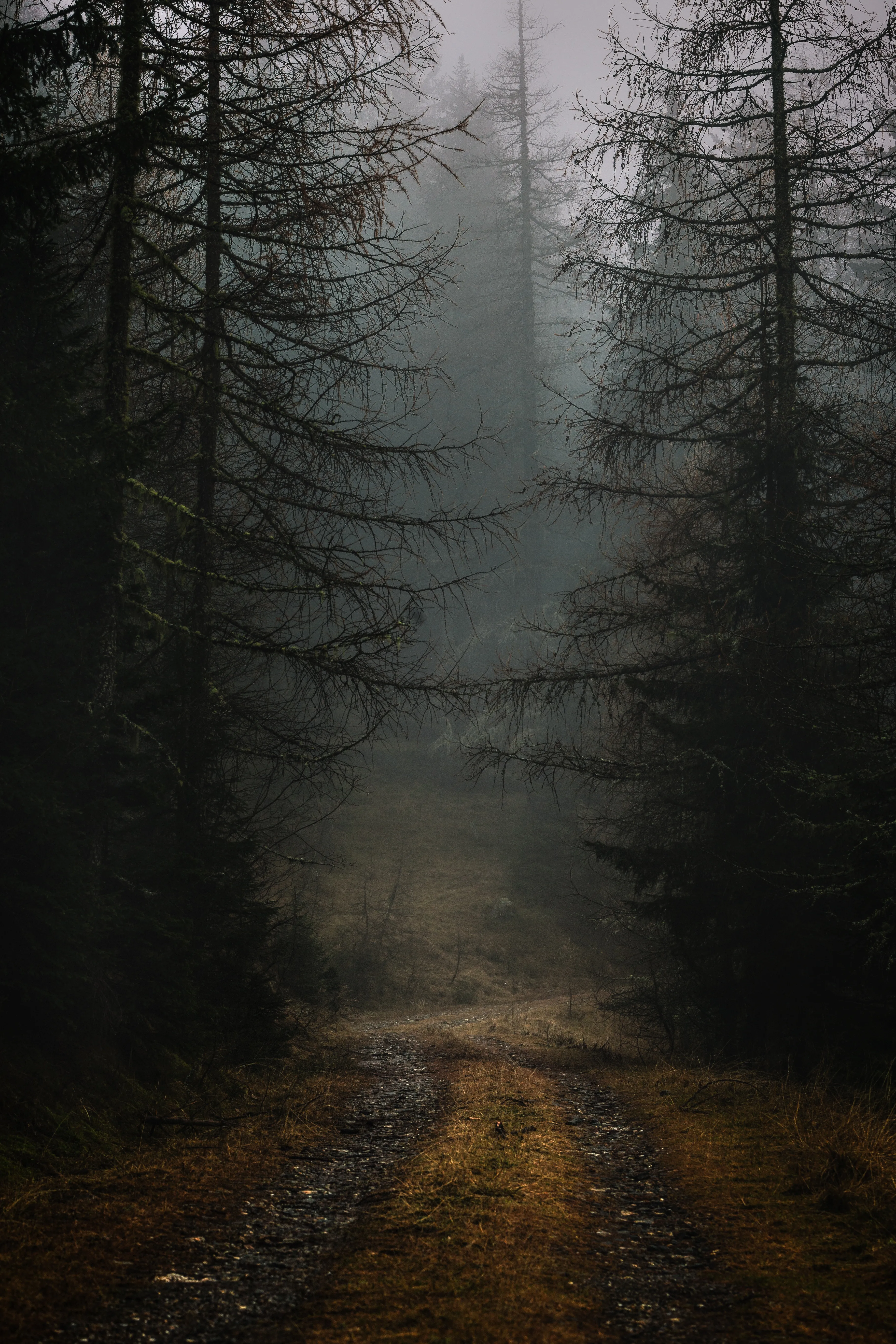 Dark Forest Pathway Shrouded in Dense Mist Wallpaper