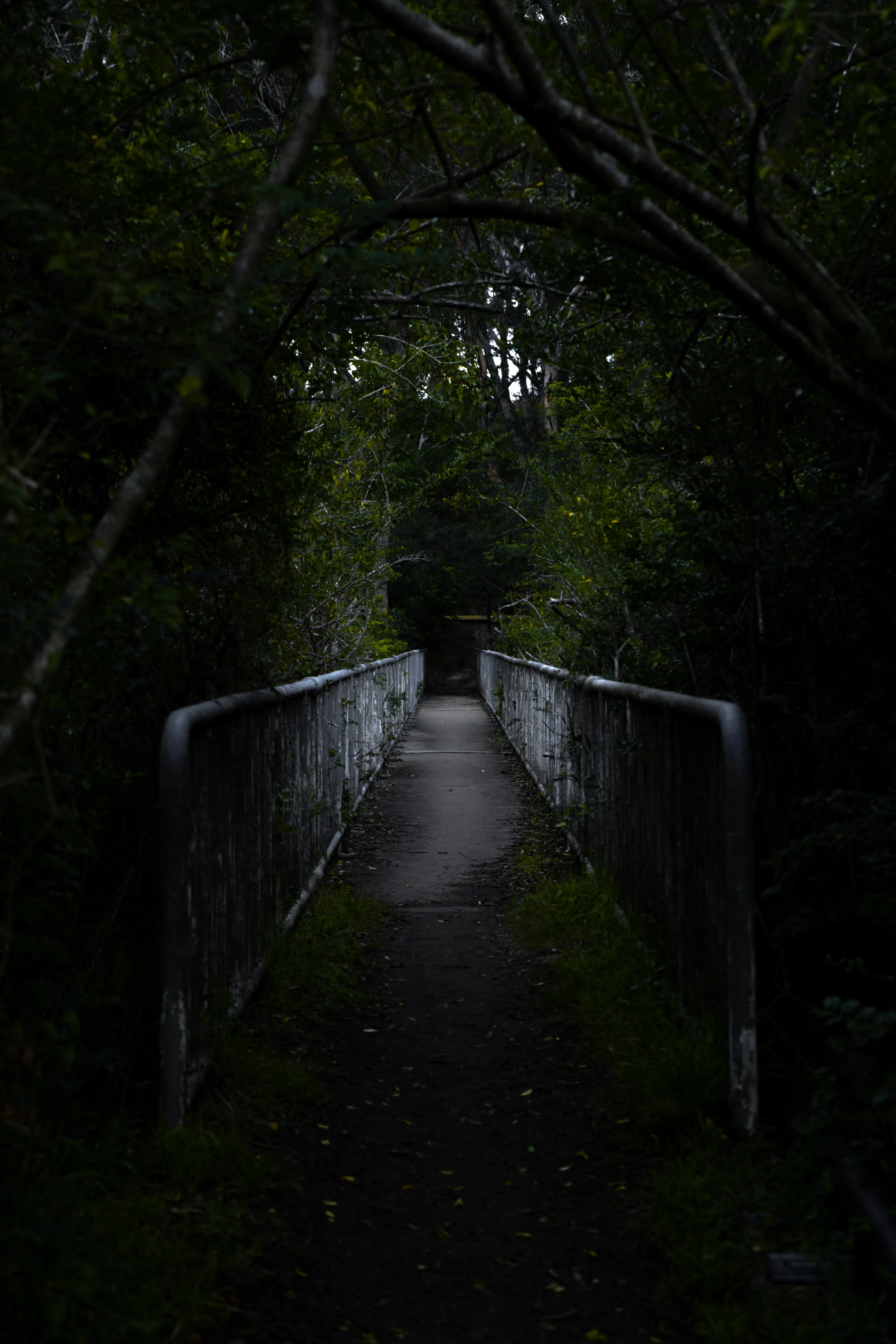 Dark Forest Pathway with Light at the End Wallpaper