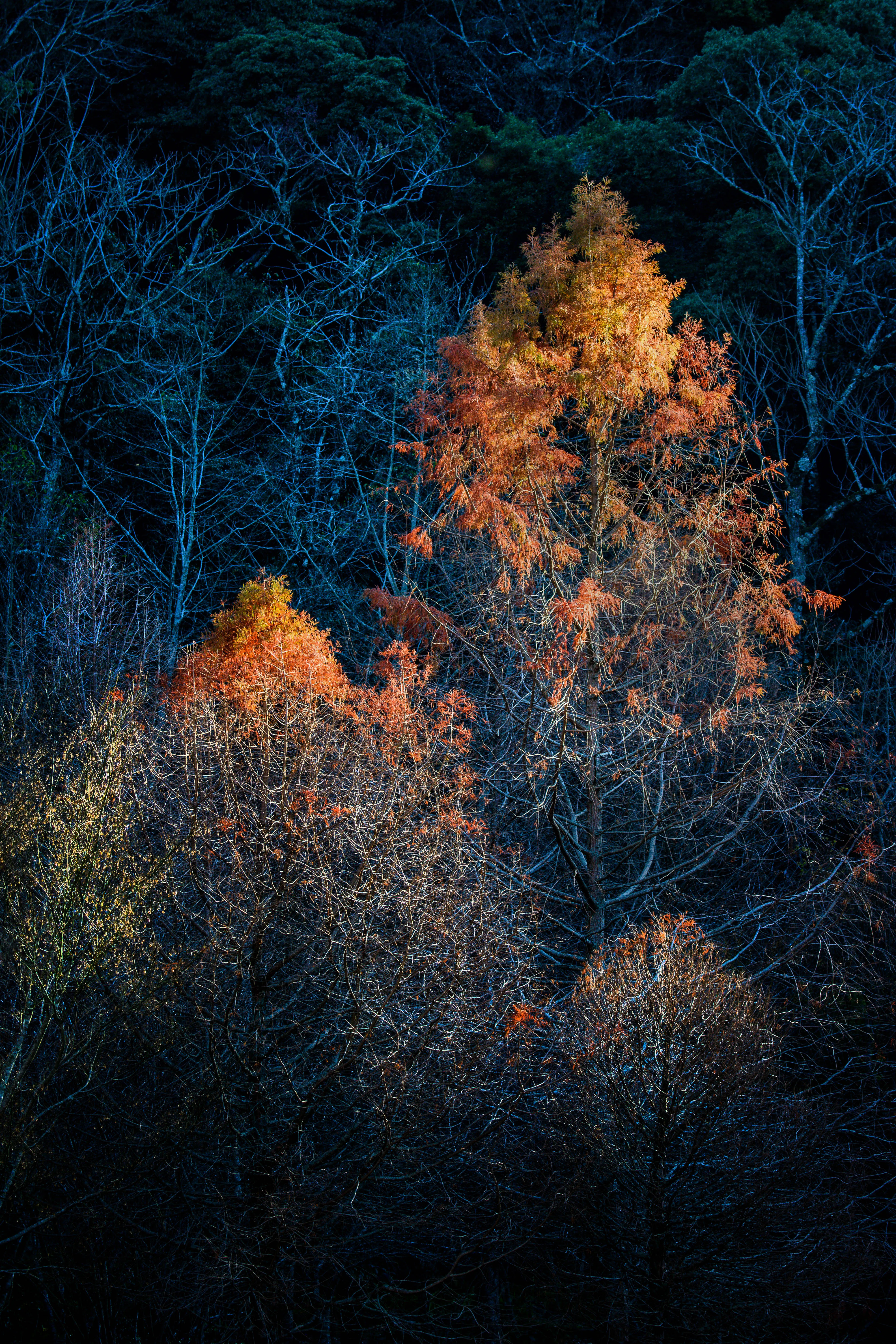 Dark Forest Trees Illuminated by Soft Blue Light Image
