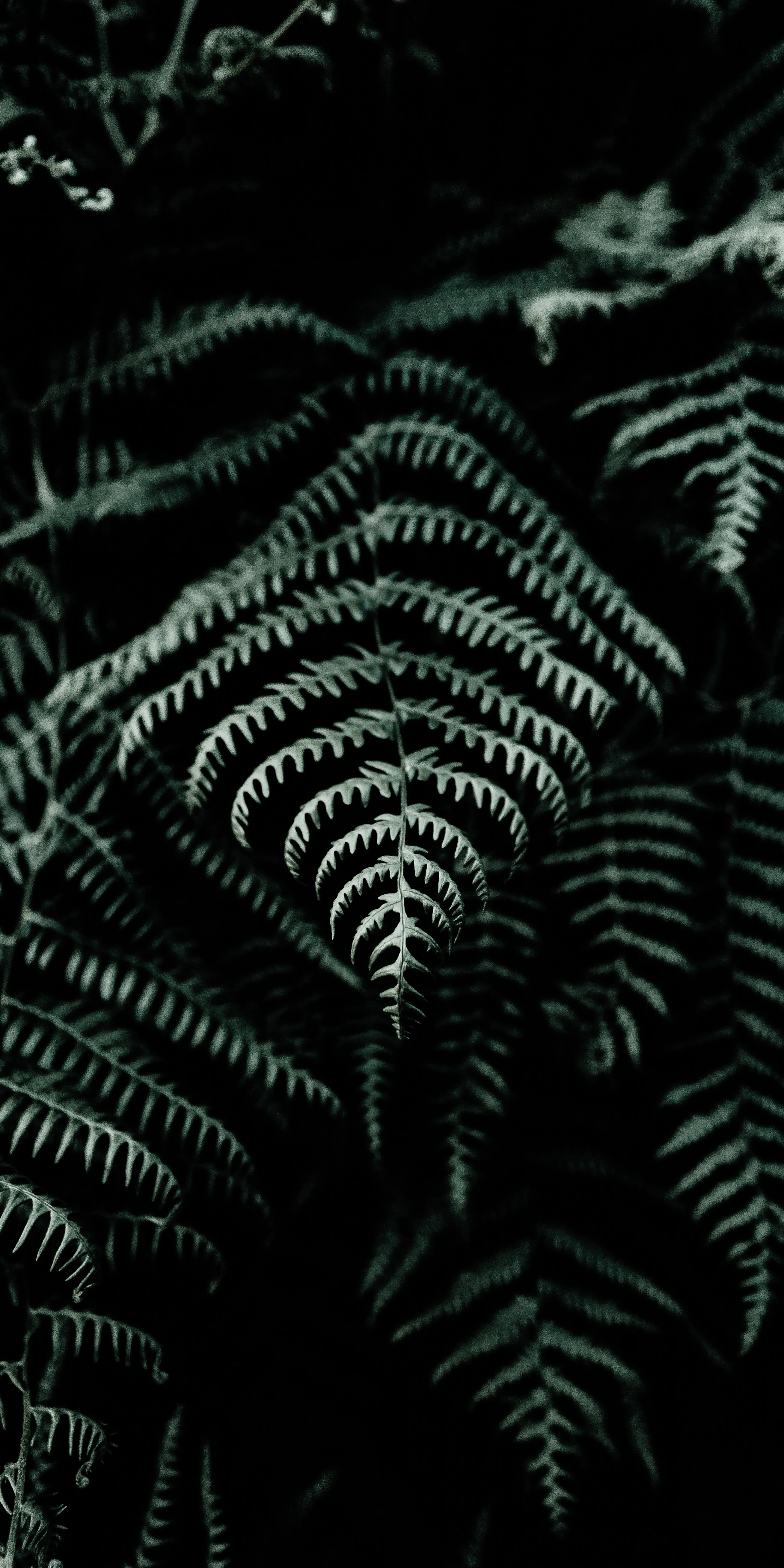 Dark Green Fern Leaves with Deep Forest Background Image