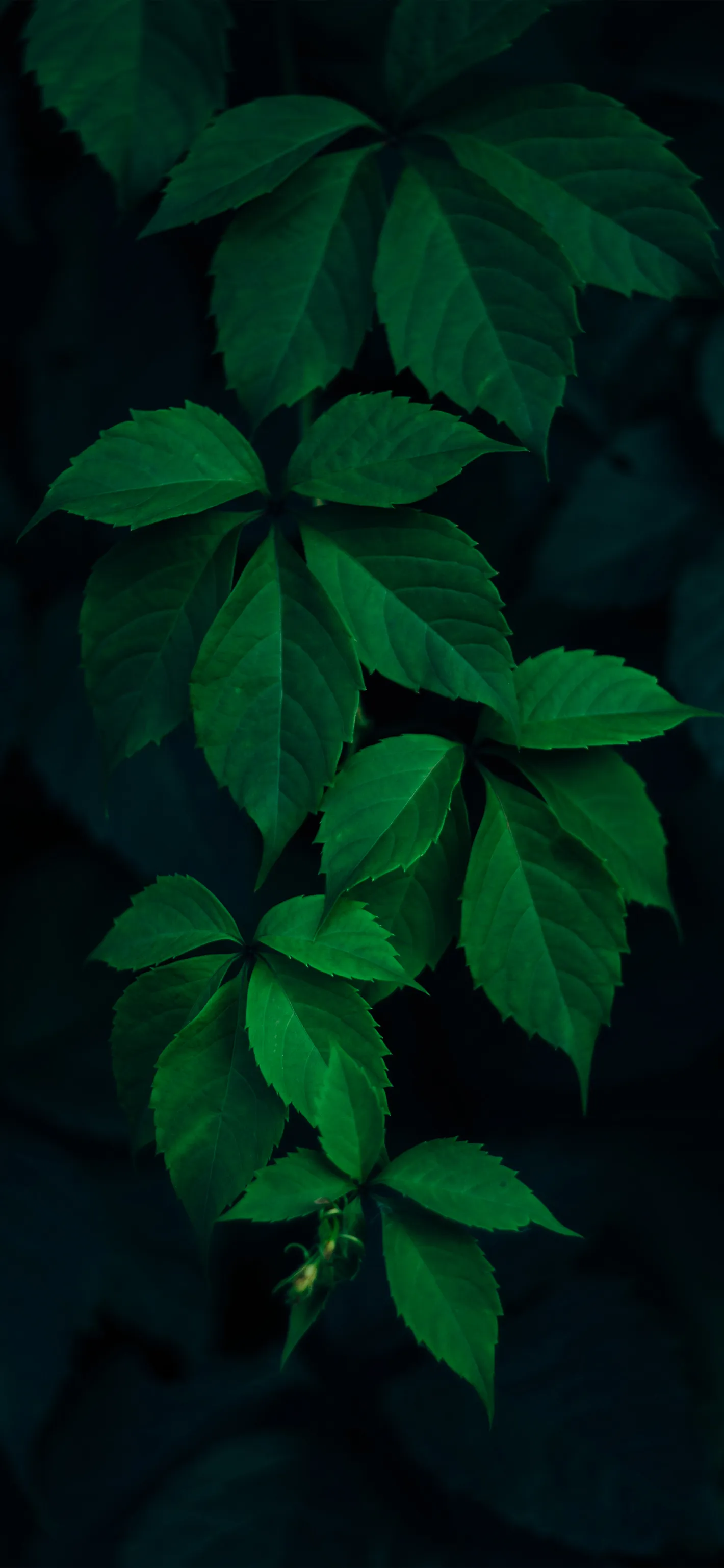 Dark Green Leaves with Natural Soft Light Glow Wallpaper