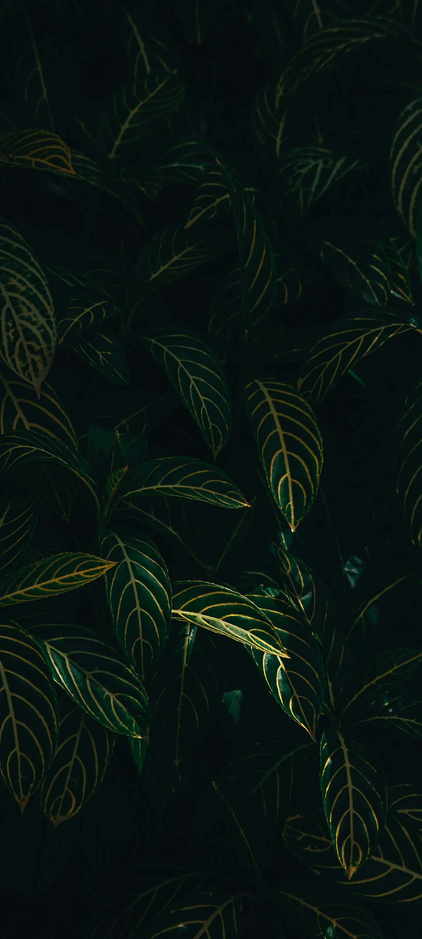 Dark Green Tropical Leaves Pattern for Nature Wallpaper