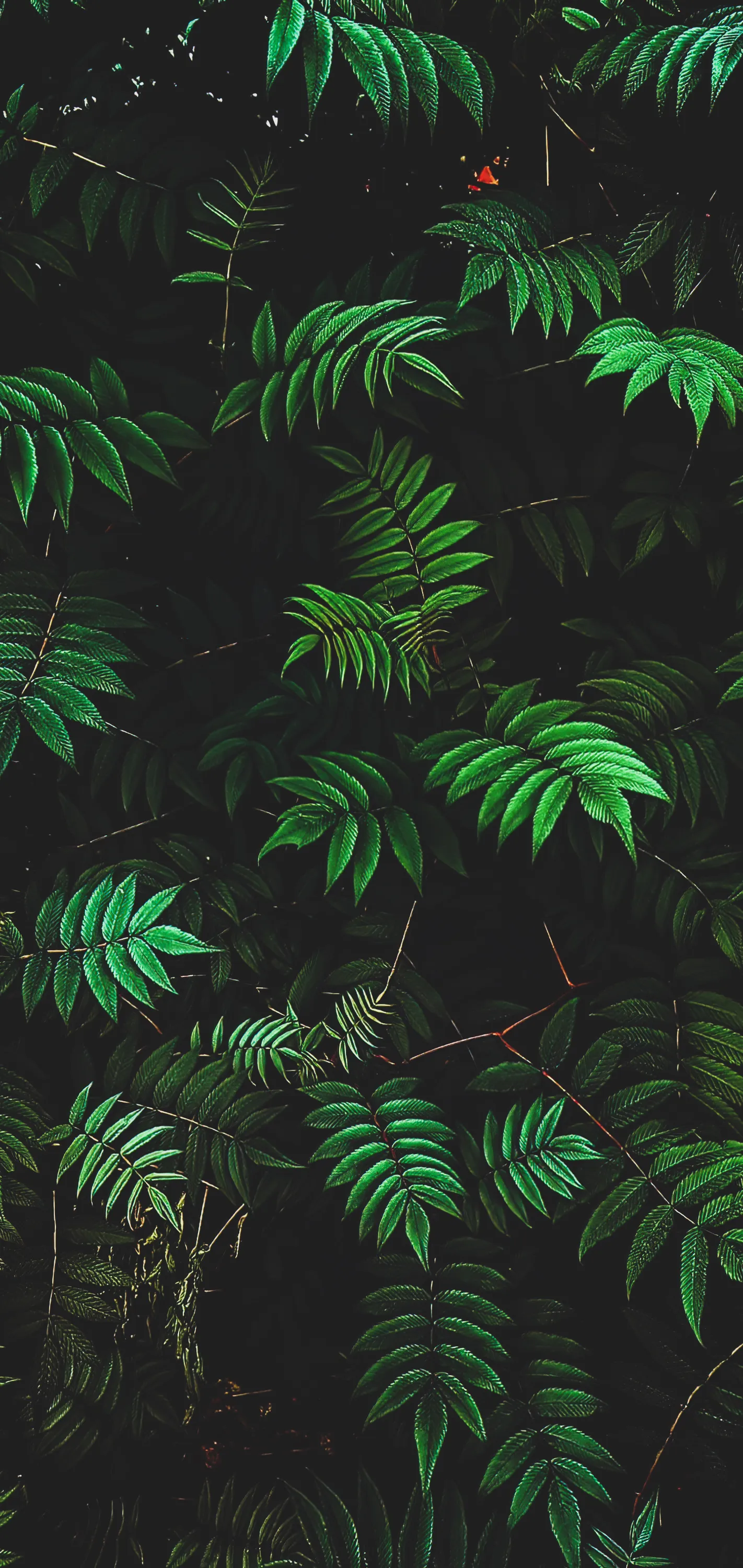 Dark Green Tropical Leaves Pattern with Shadows Wallpaper