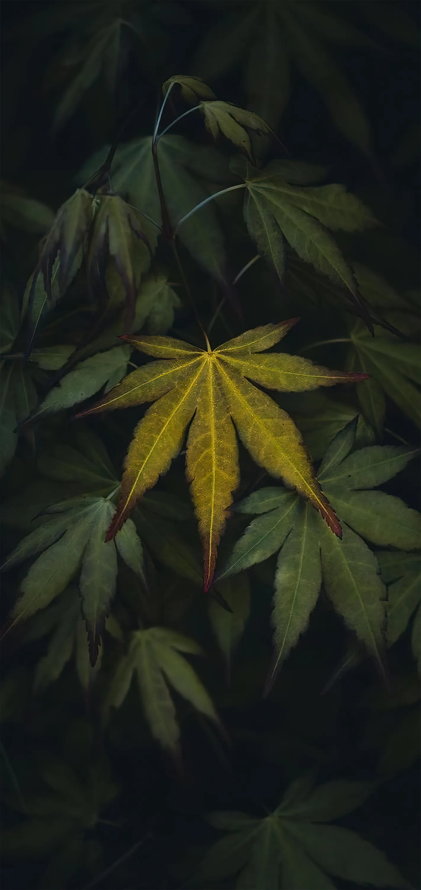Dark Leaf Pattern Nature Inspired Mobile Wallpaper