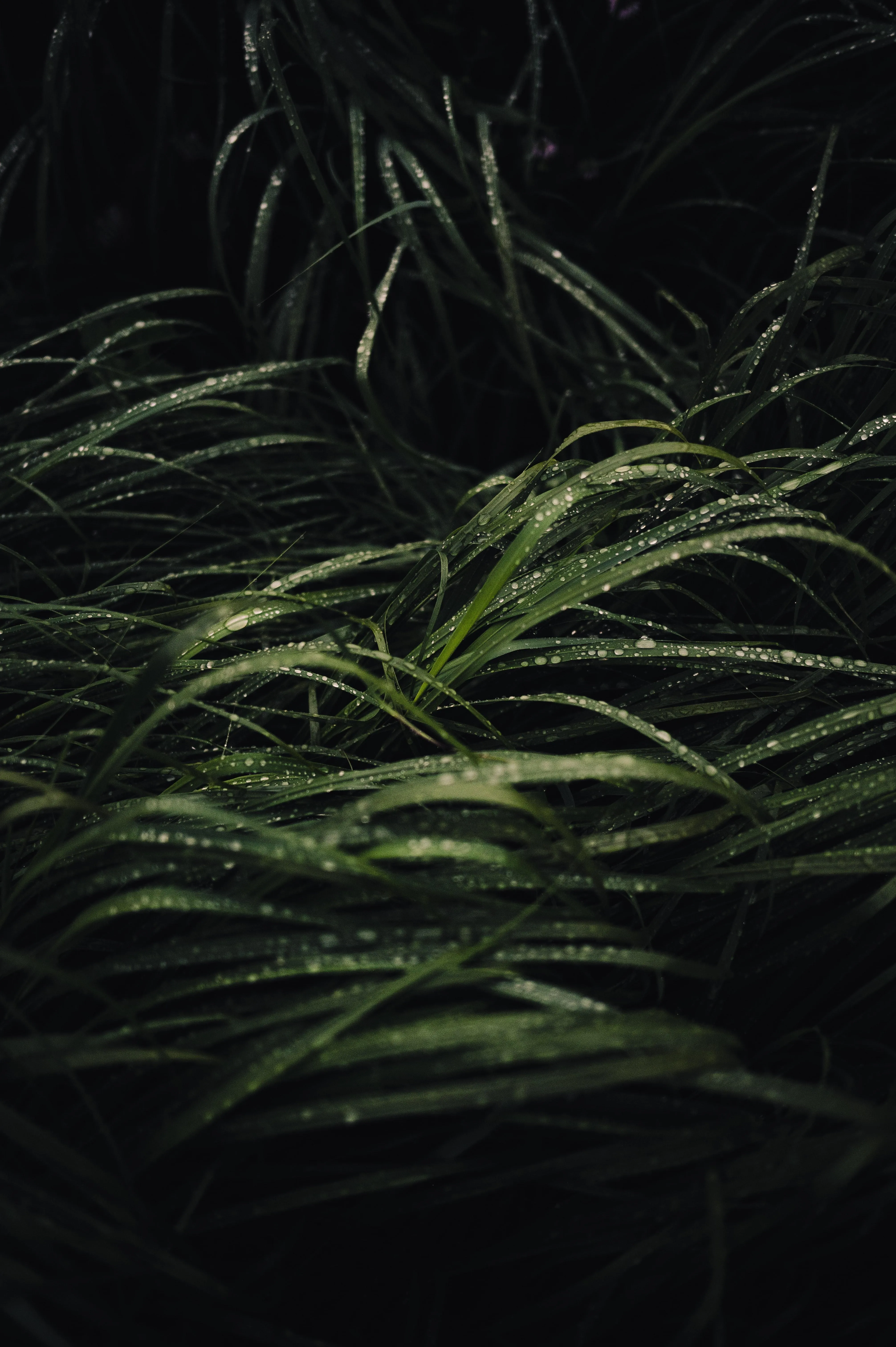 Dark Leaves Foliage Wallpaper for Nature Inspired Screens