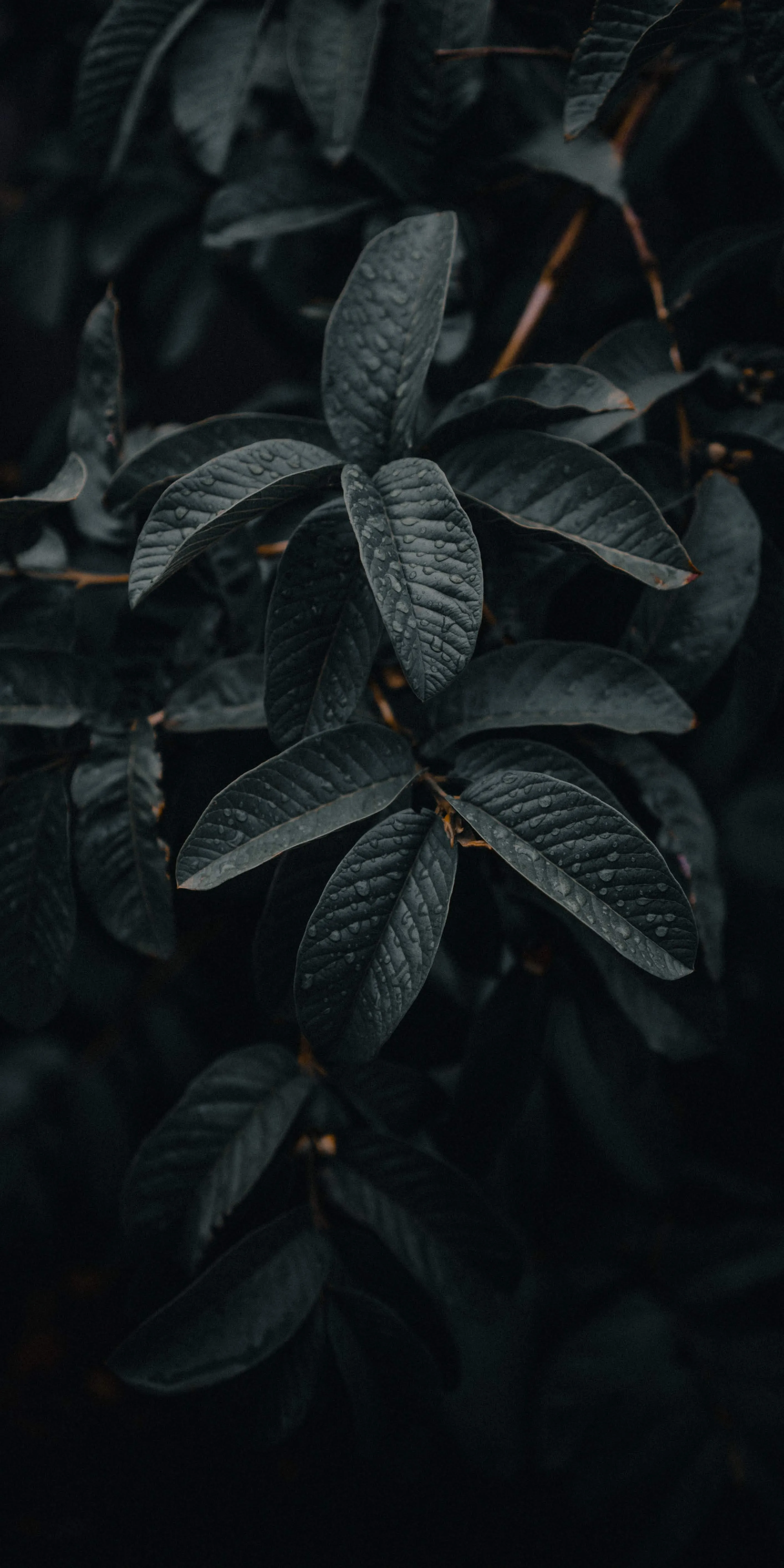 Dark Leaves in Shadow with Subtle Natural Texture Image