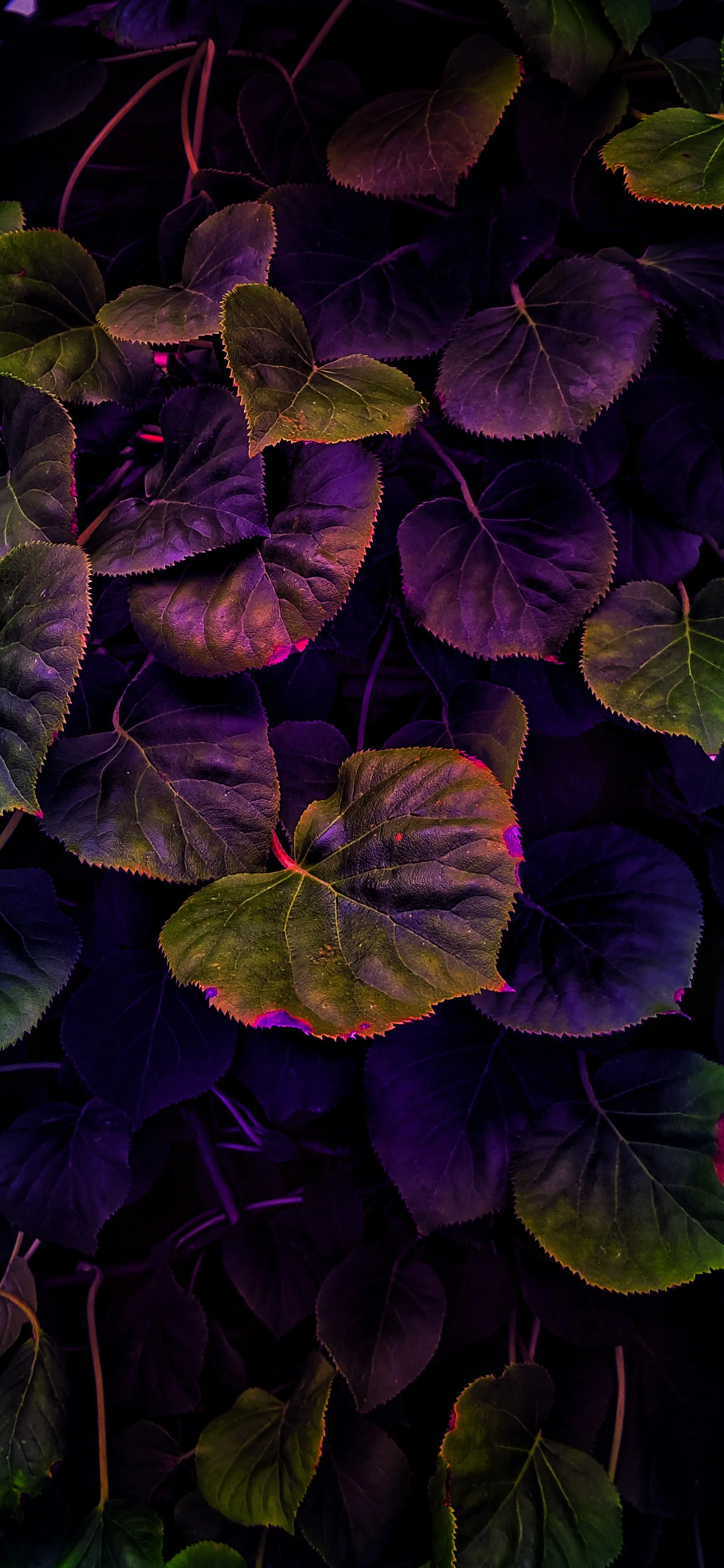Dark Purple Flowers with Green Leaves in Closeup Wallpaper