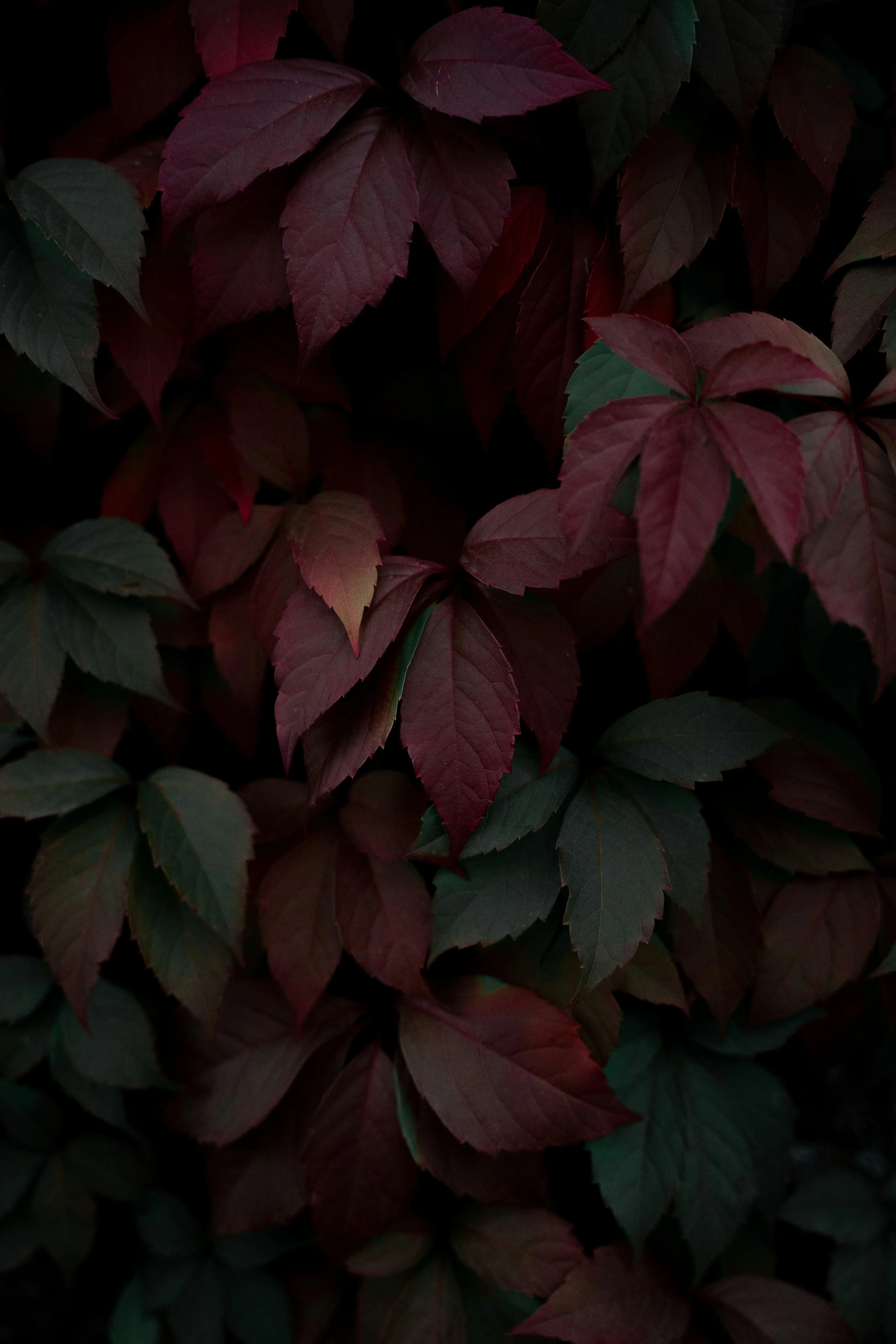 Dark Red and Green Leaves Creating Natural Pattern Wallpaper