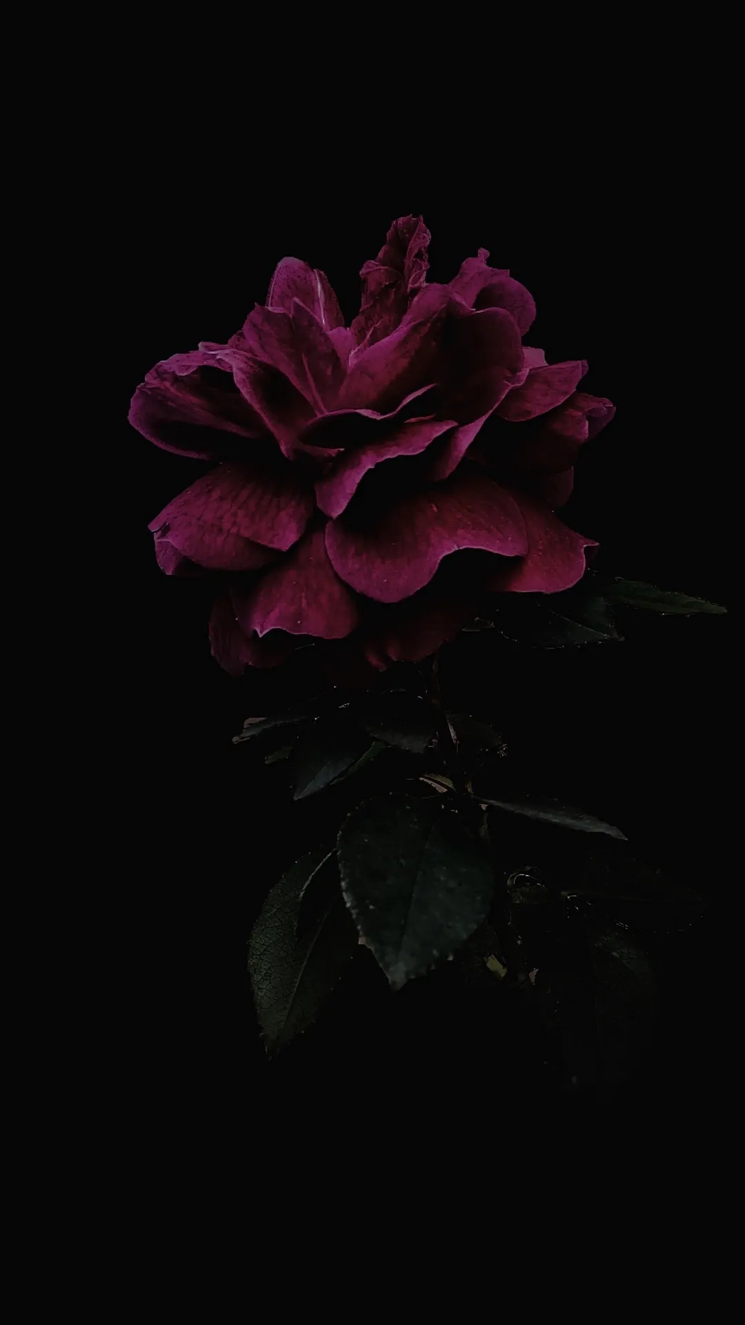 Dark Rose Flower on Black Background for Elegance Wallpaper