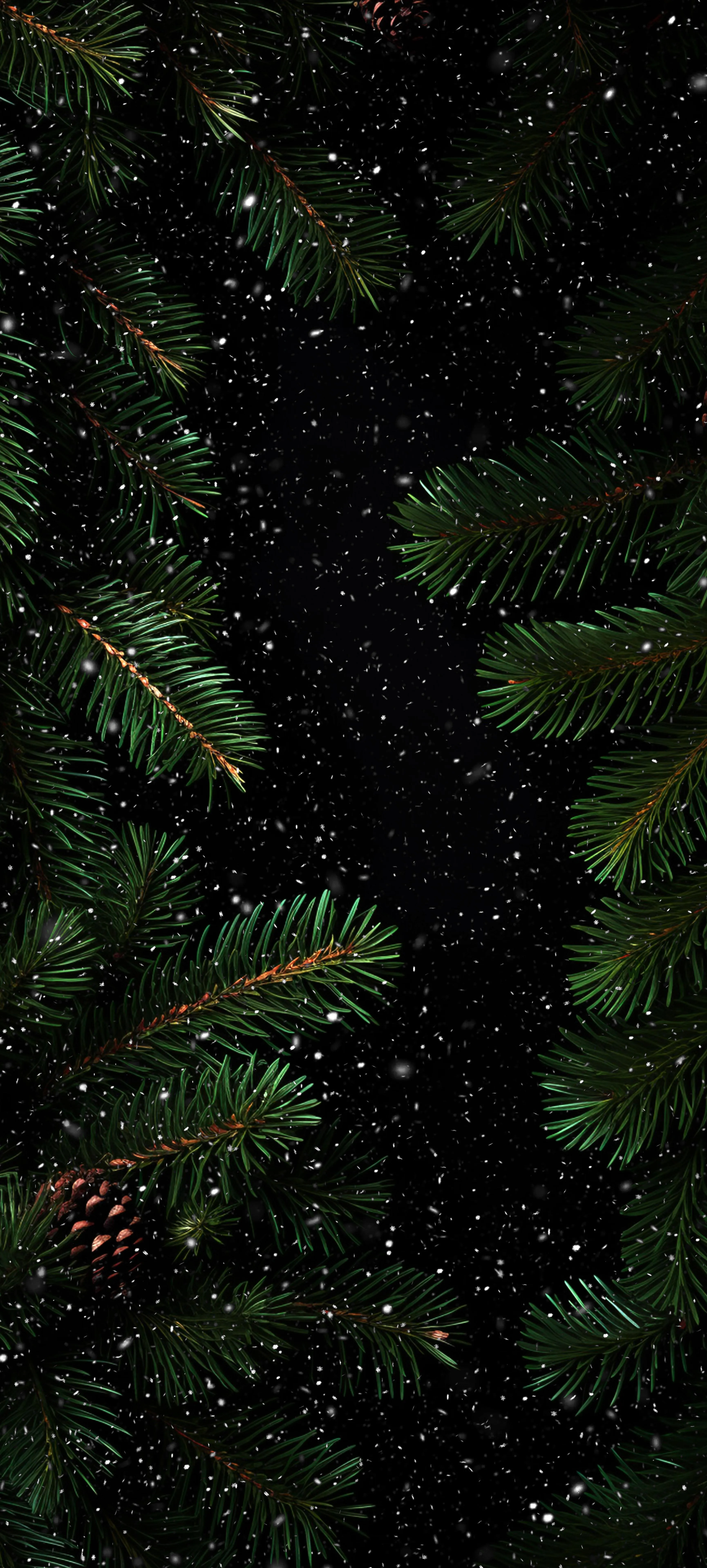 Dark Snowy Background with Green Pine Branches and Cones