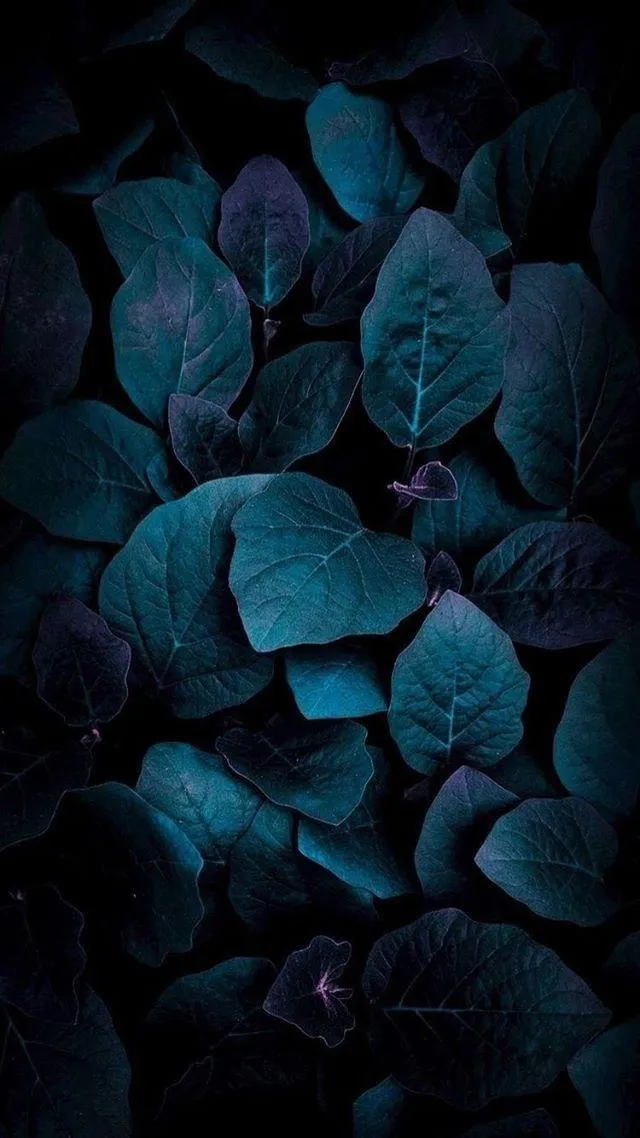 Dark Teal Leaves Macro Nature HD Mobile Photography