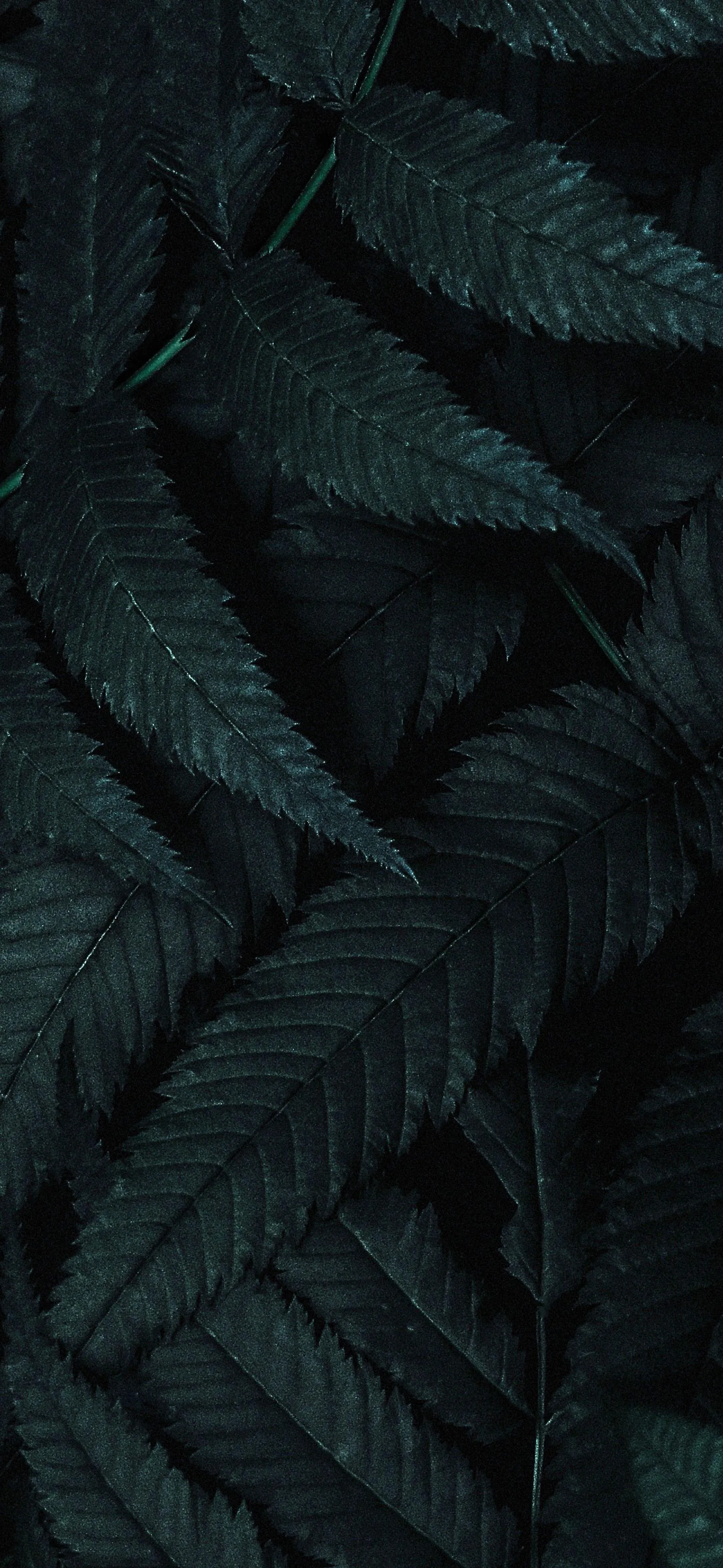 Dark Textured Leaves Arranged in a Calm Natural Pattern
