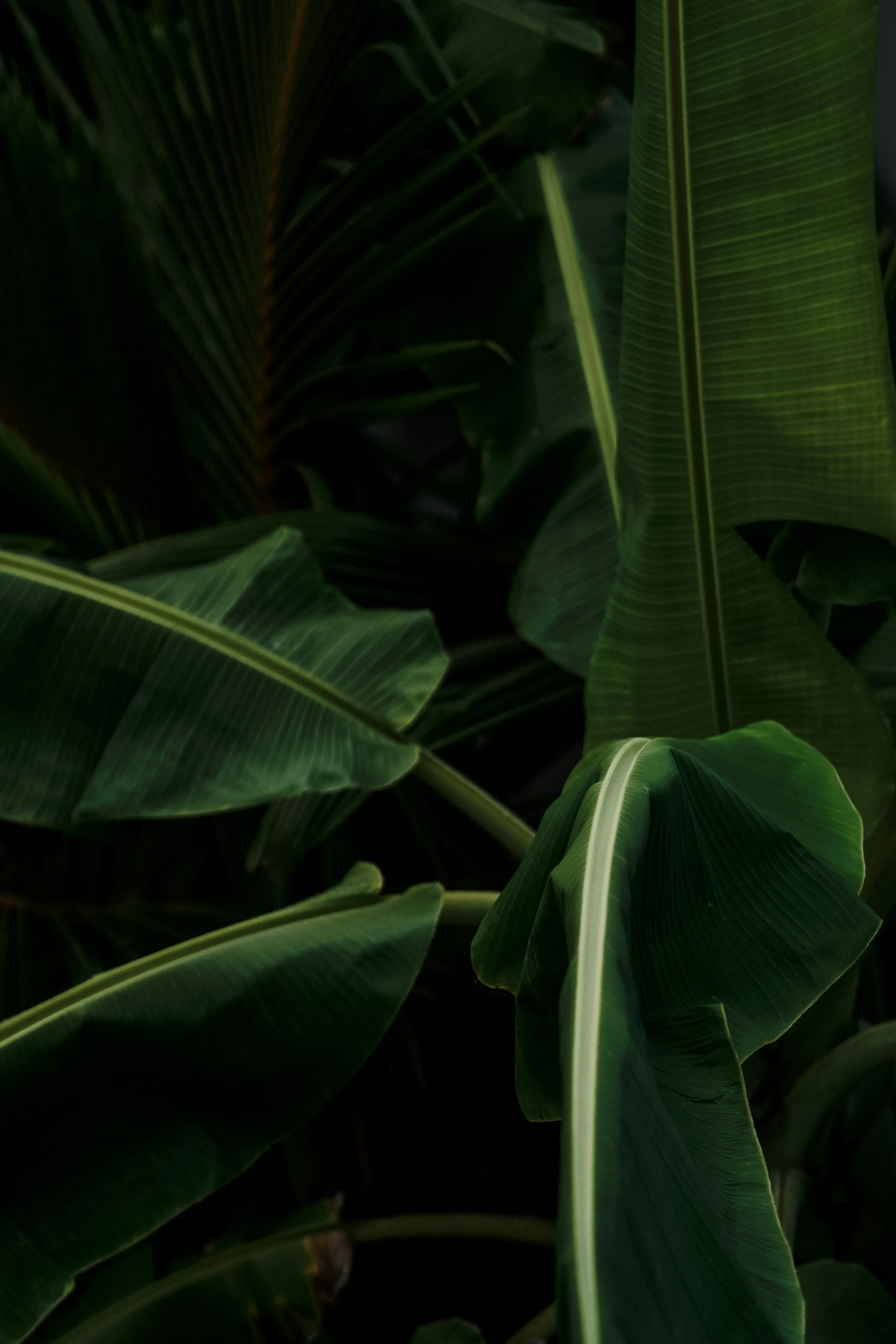 Dark Tropical Jungle Foliage Background Aesthetic Wallpaper