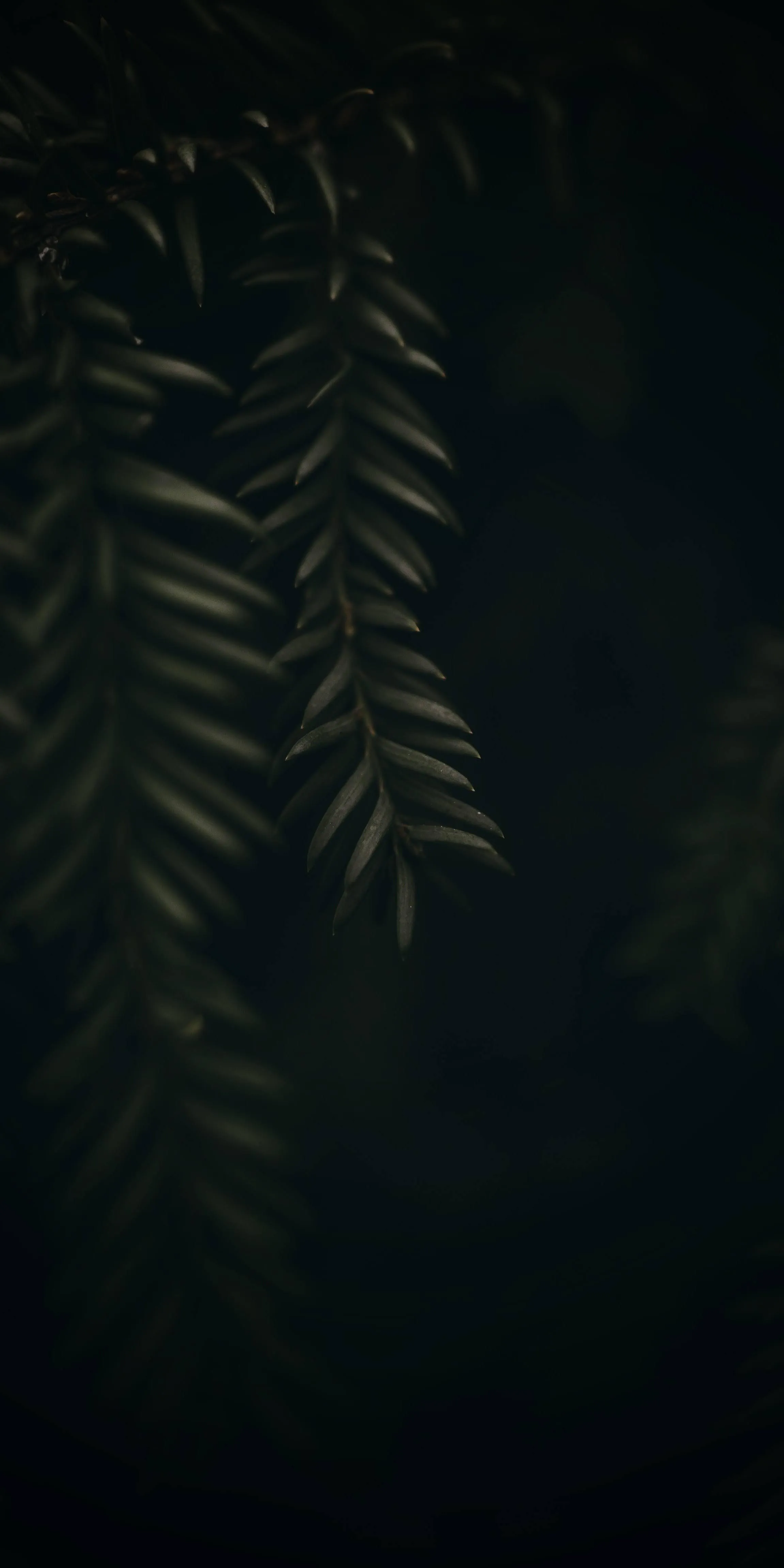 Dark Vertical Foliage Background with Natural Light Touch