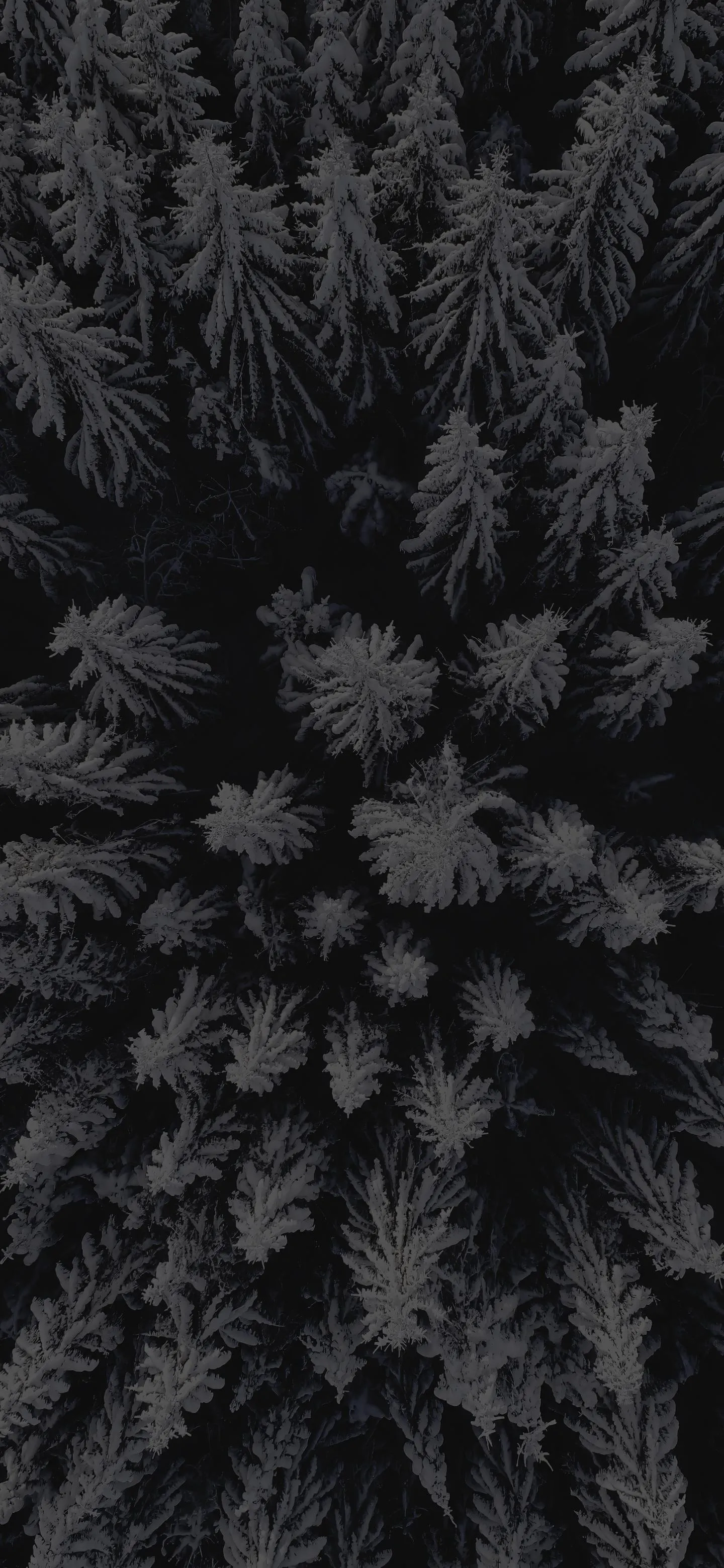 Dark Winter Forest Trees Covered in Snow and Frost Wallpaper
