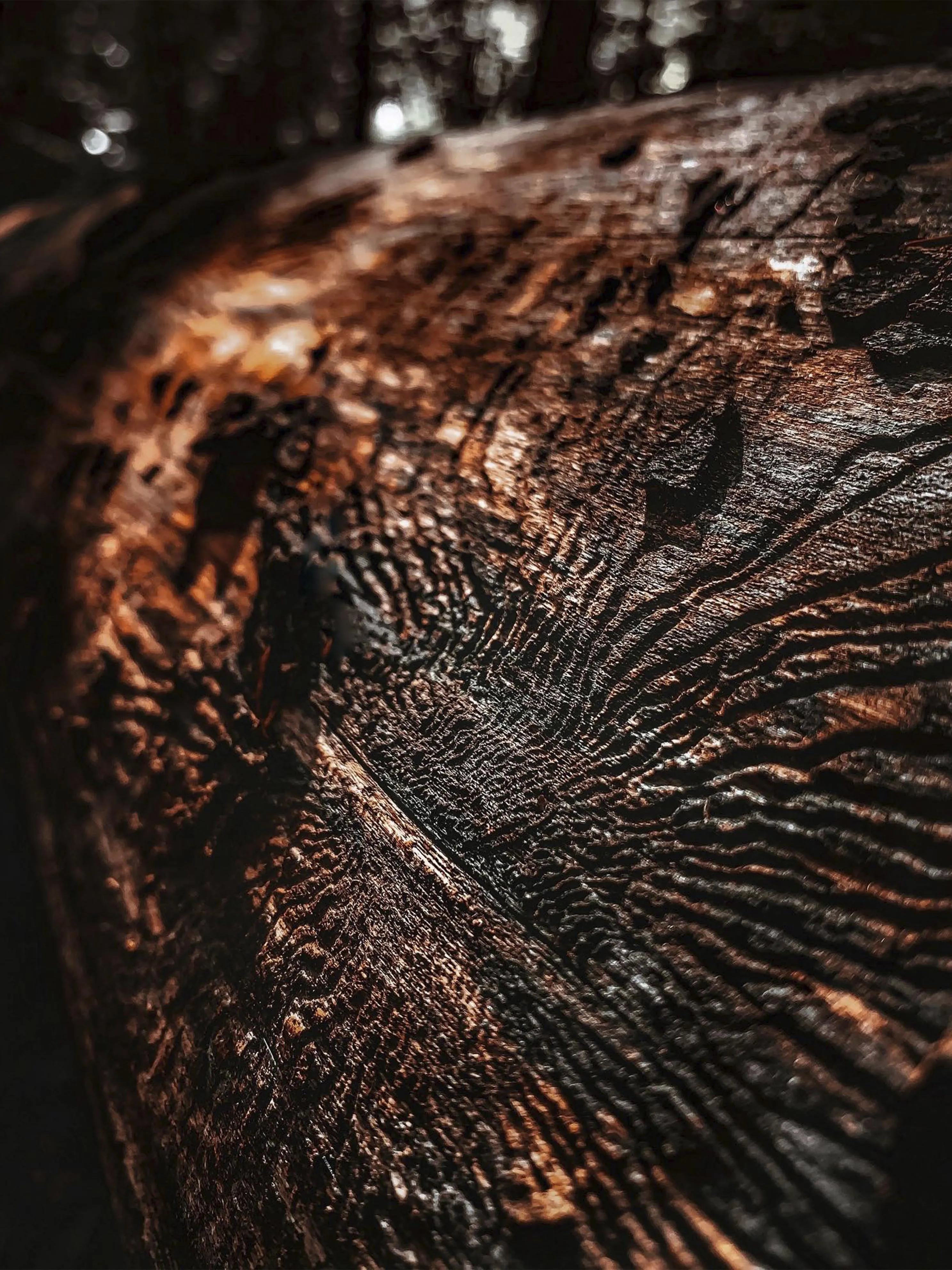 Dark Wooden Texture with Detailed Tree Bark Patterns