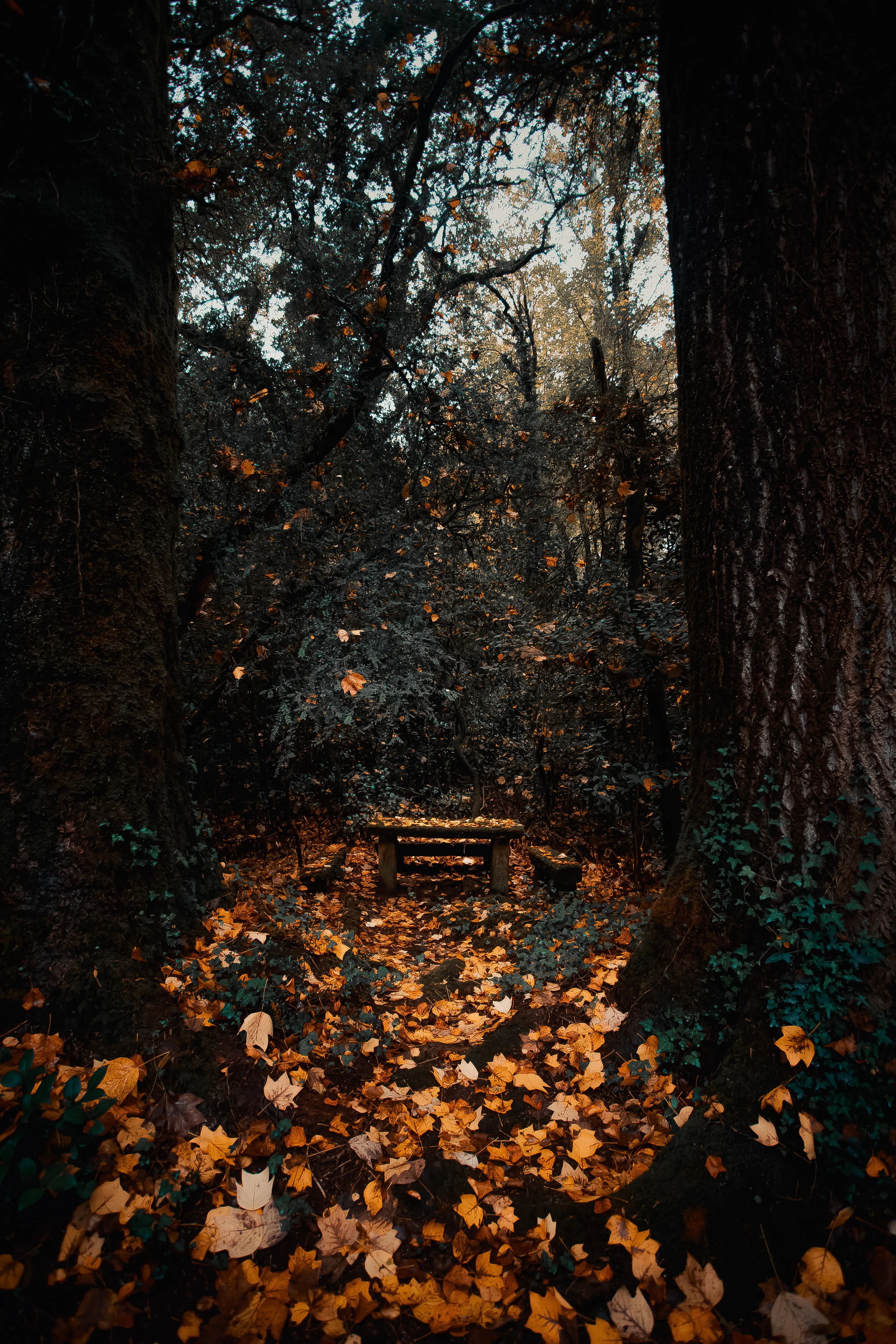 Dark Woodland Trail with Golden Autumn Leaves Wallpaper