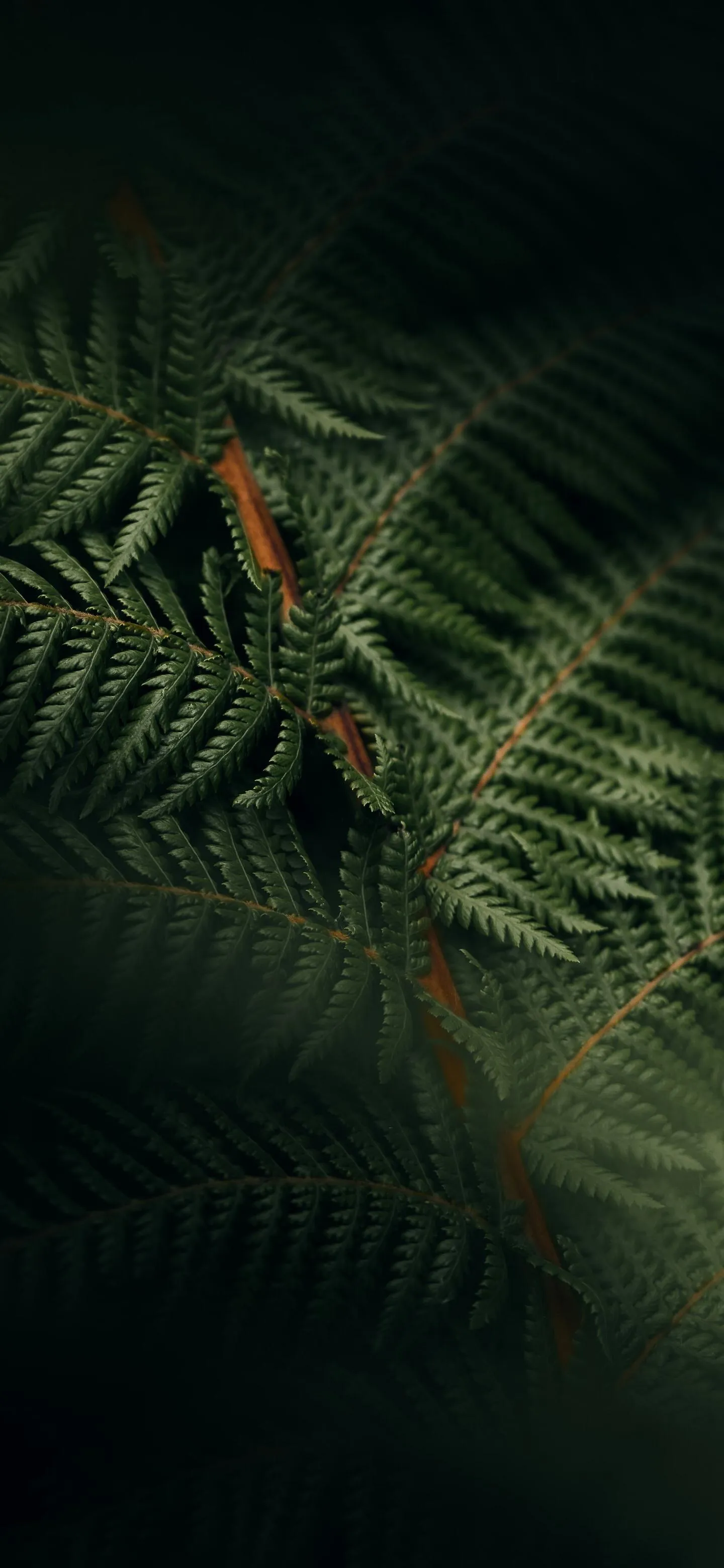 Deep Green Fern Leaves in Natural Low Light Closeup