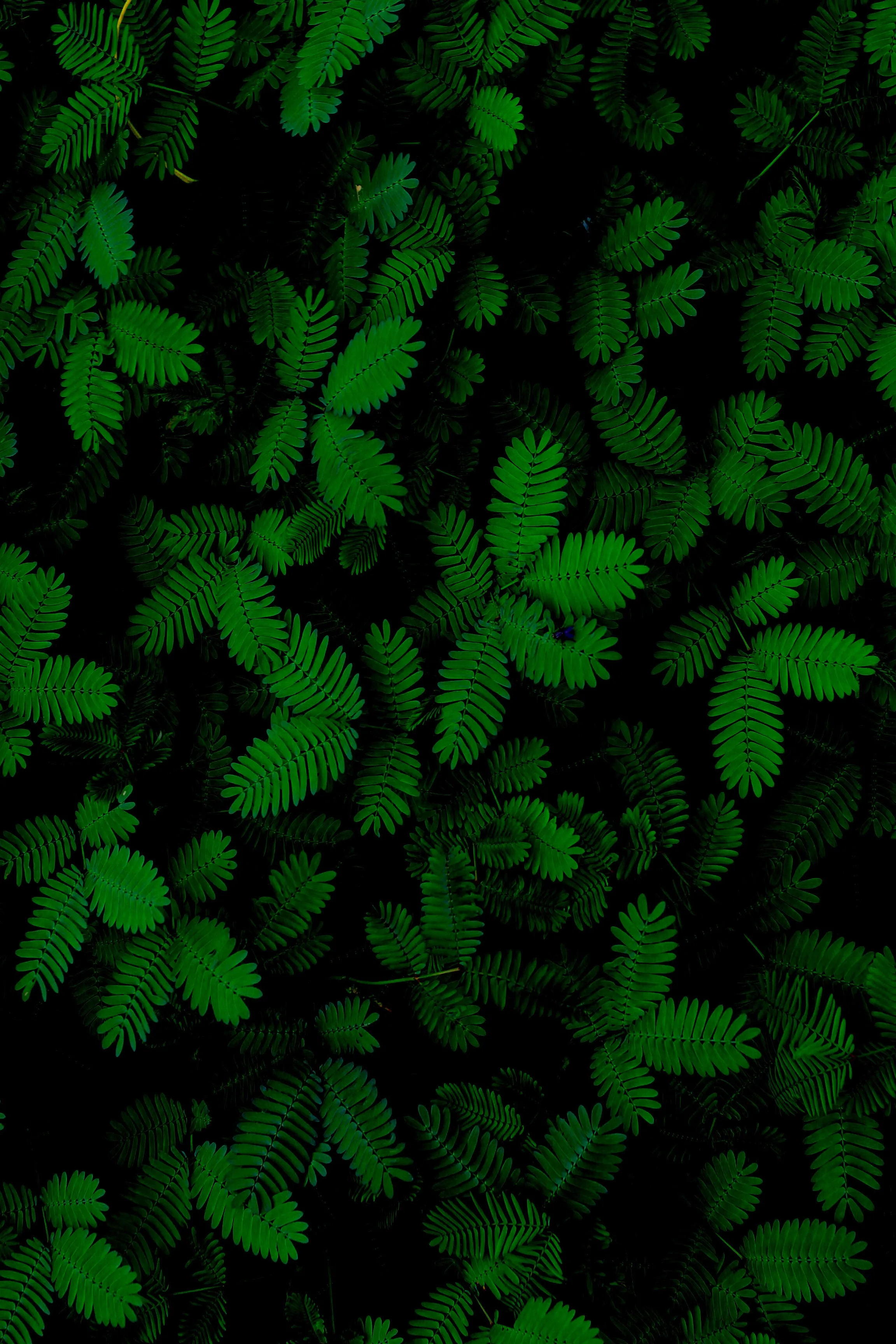 Deep Green Leaf Pattern Showing Natural Texture Wallpaper