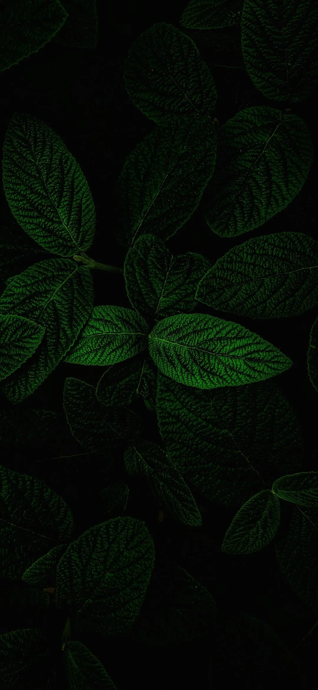 Deep Green Leaves Texture in Natural Dark Mood Wallpaper