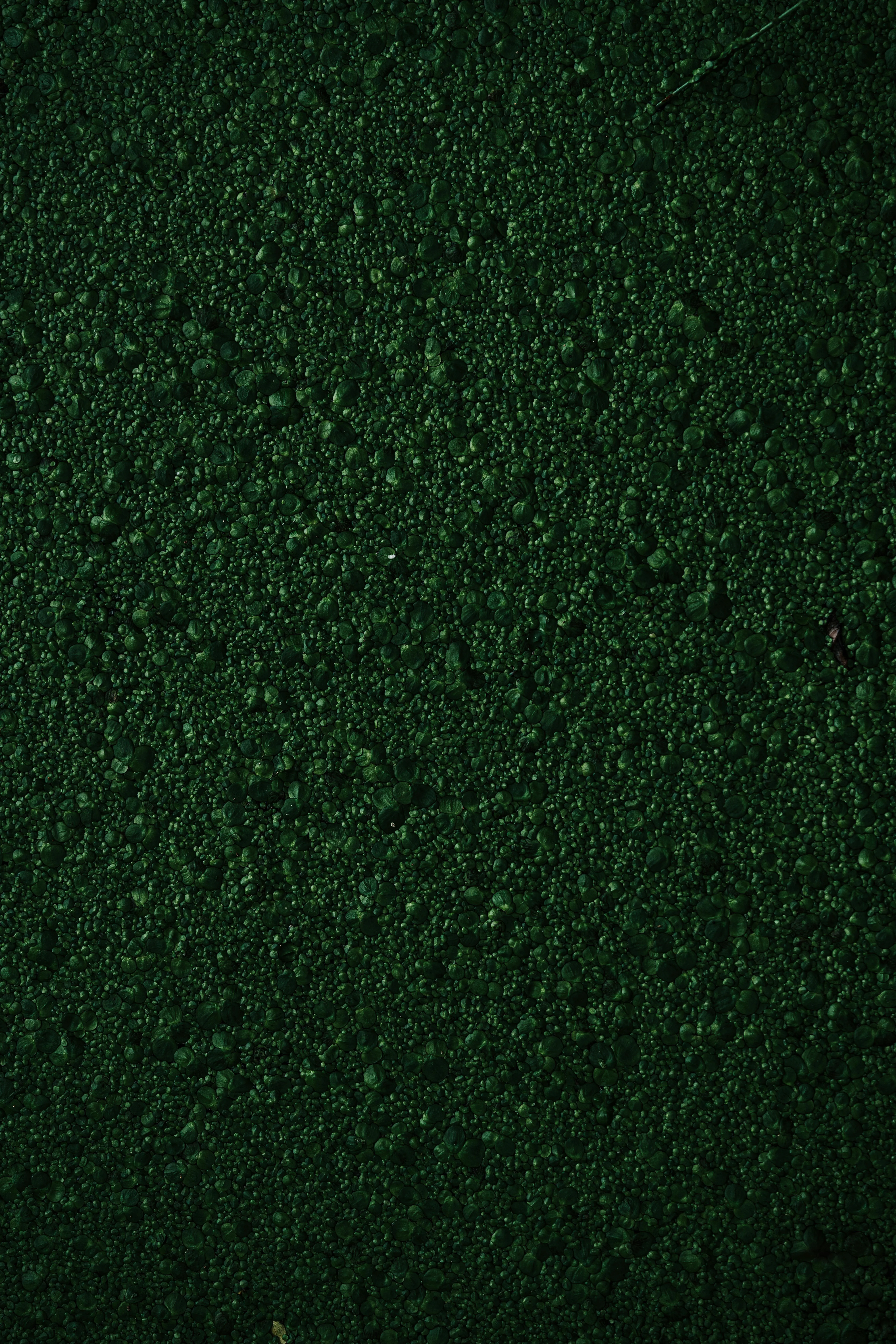 Deep Green Moss Texture in Soft Natural Light Wallpaper