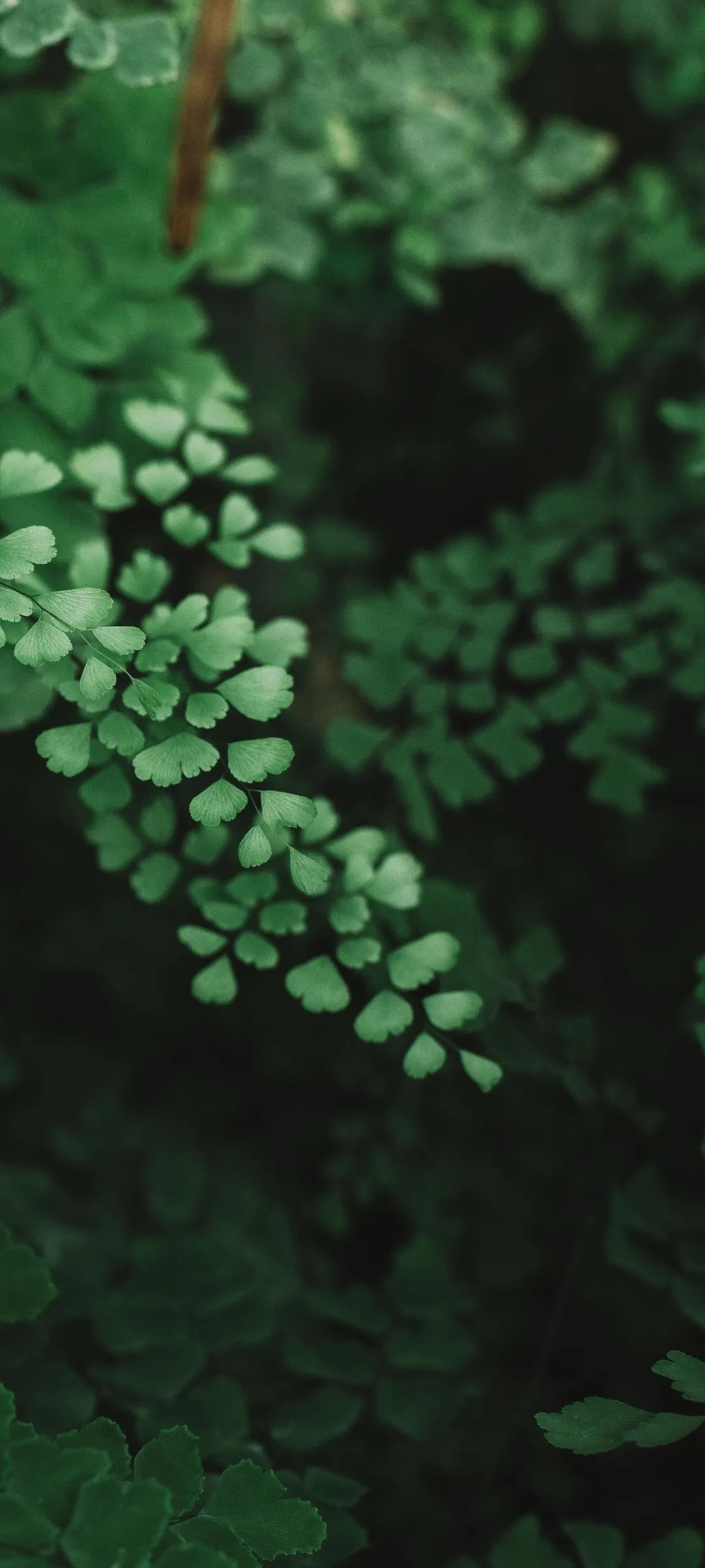 Deep Green Tropical Leaves with Natural Light Texture