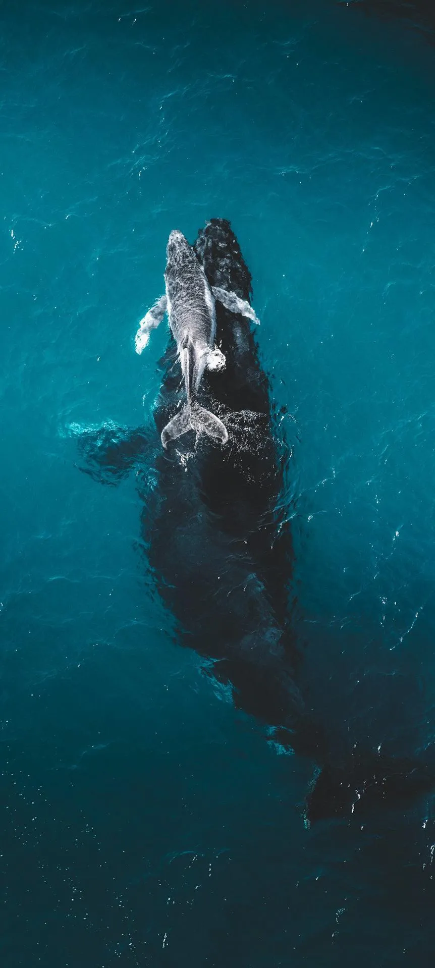 Deep Ocean Whale Surreal Underwater Background Wallpaper