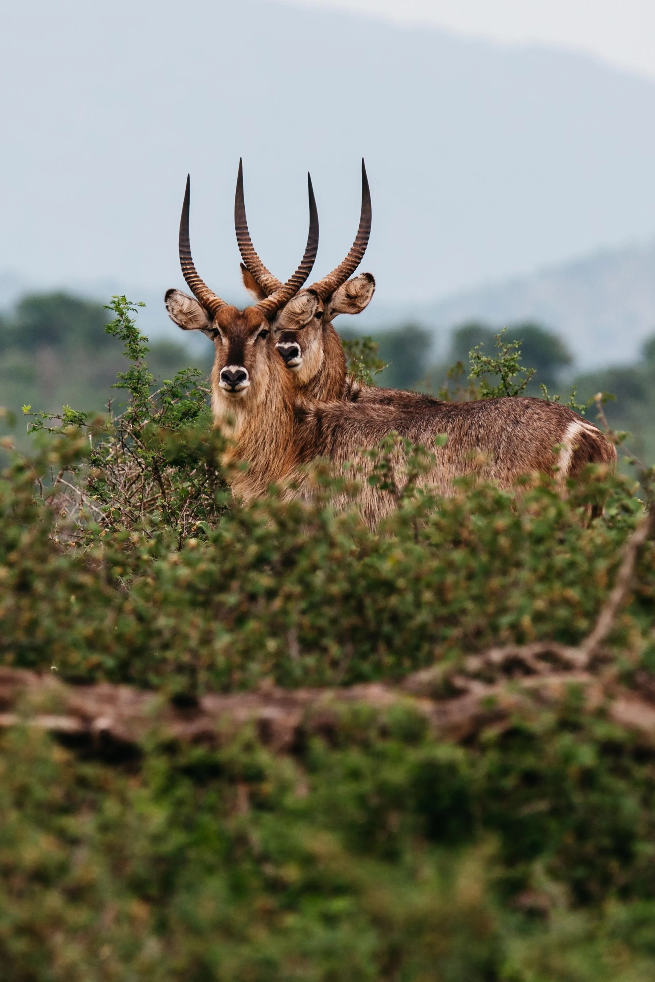 Deer with Antlers Standing in Natural Outdoor Setting