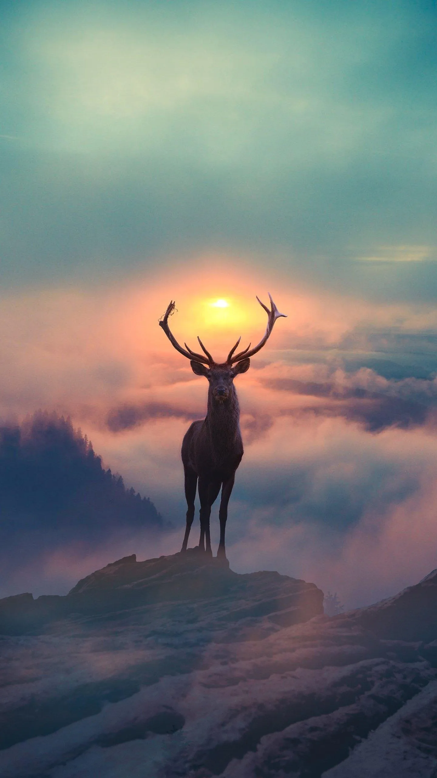 Deer With Antlers Standing In Sunrise Light On Mountain