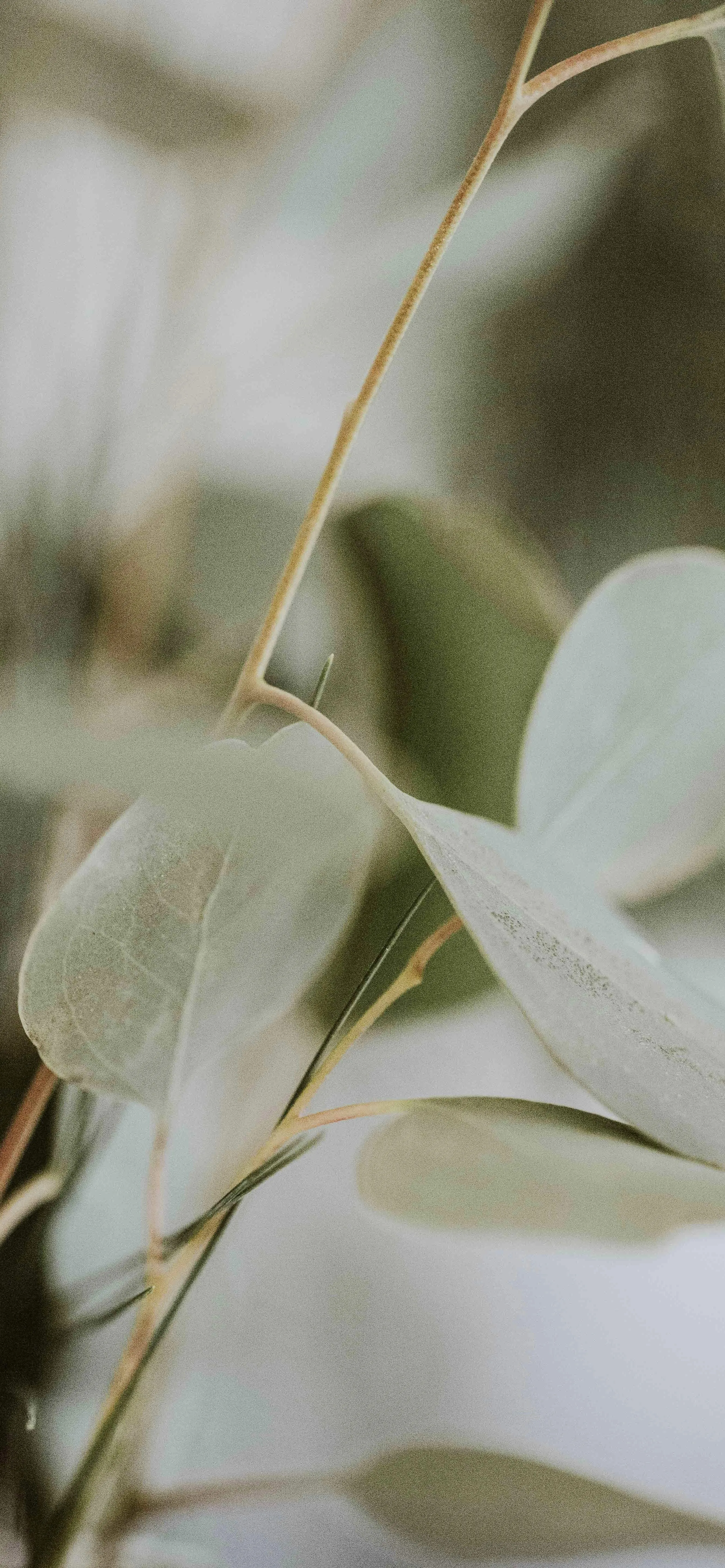 Delicate Green Leaves Captured with Soft Natural Light