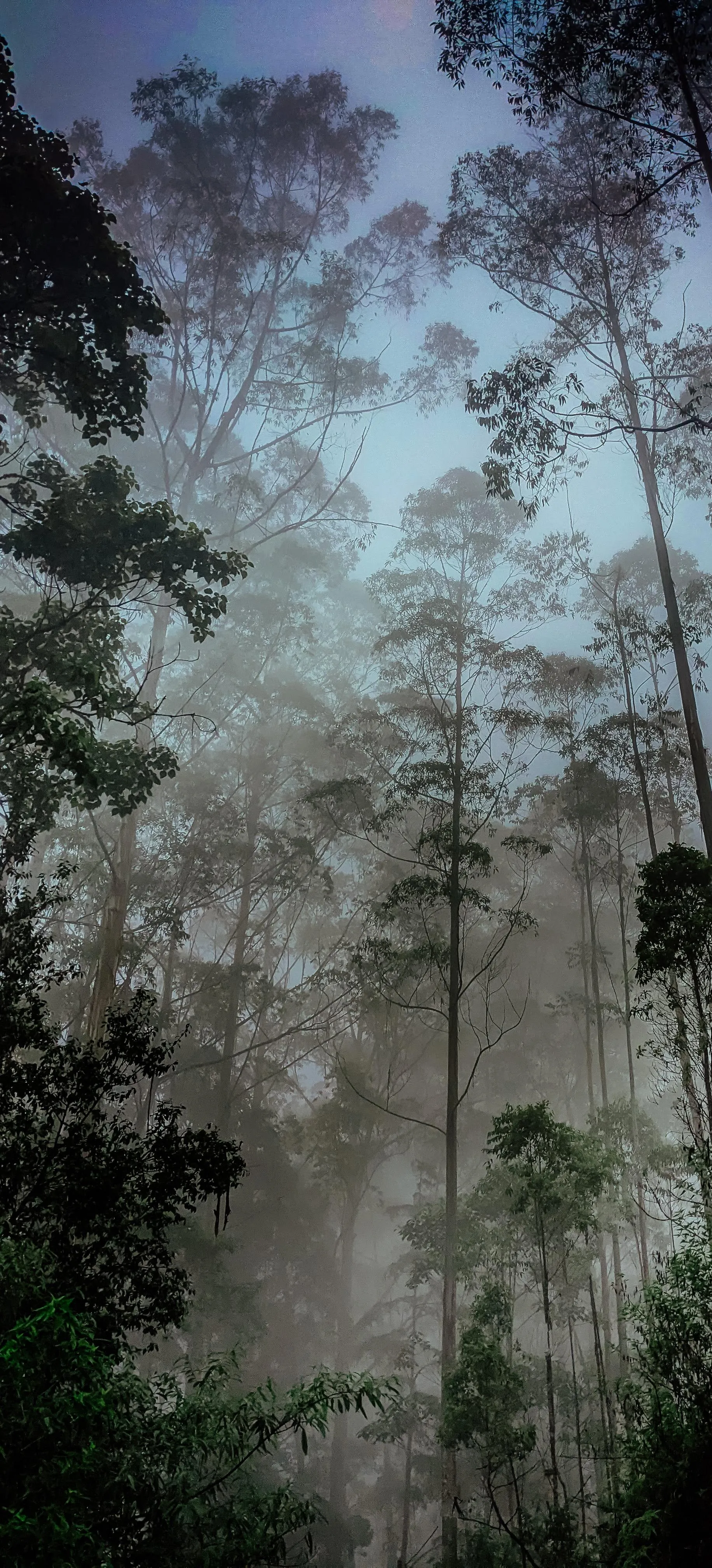 Dense Forest with Tall Pine Trees Covered in Morning Mist