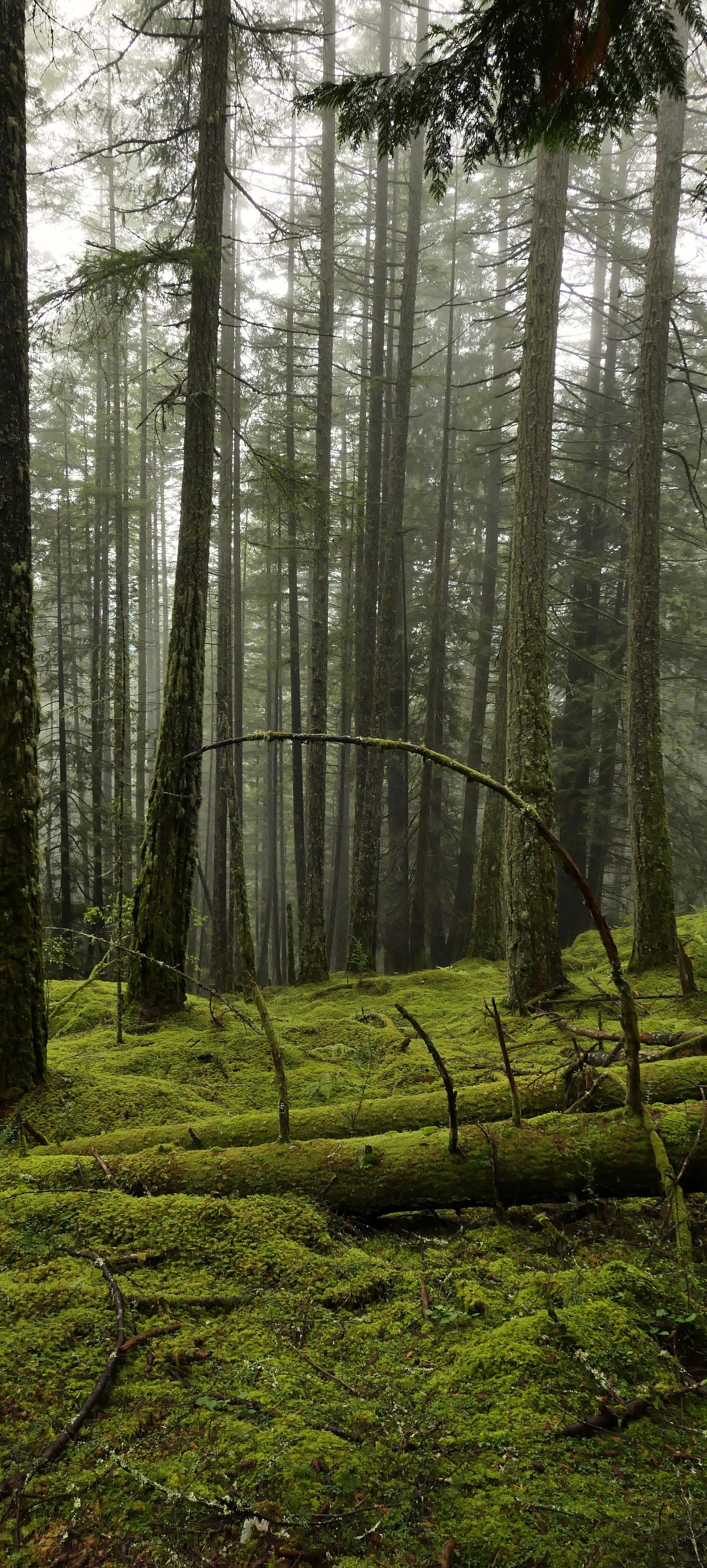 Dense Forest with Tall Trees and Moss Covered Ground