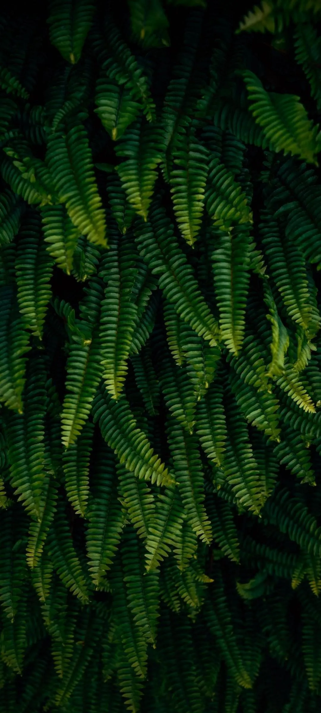 Dense Green Foliage Closeup Perfect Nature Texture Wallpaper