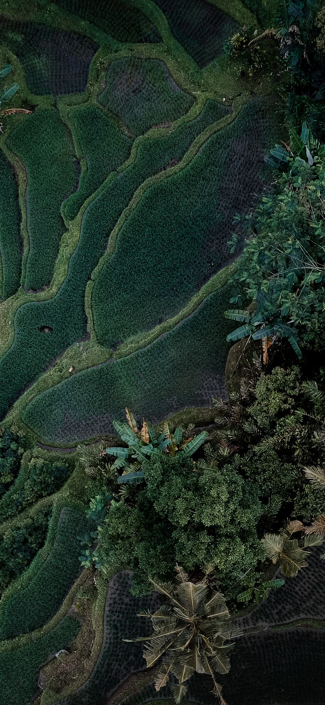Dense Green Forest Captured from High Above Wallpaper