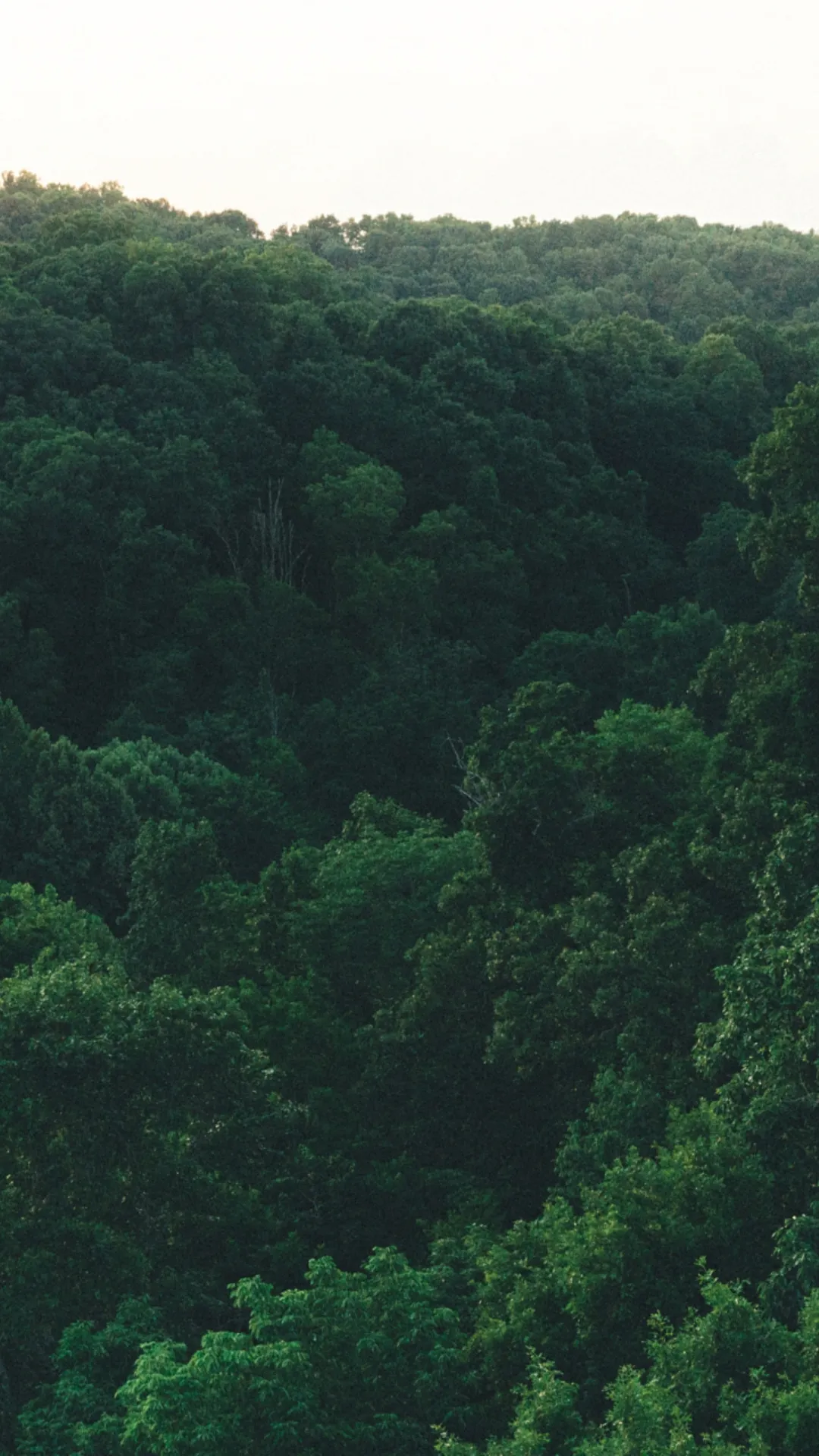 Dense Green Forest from Aerial View in Natural Light