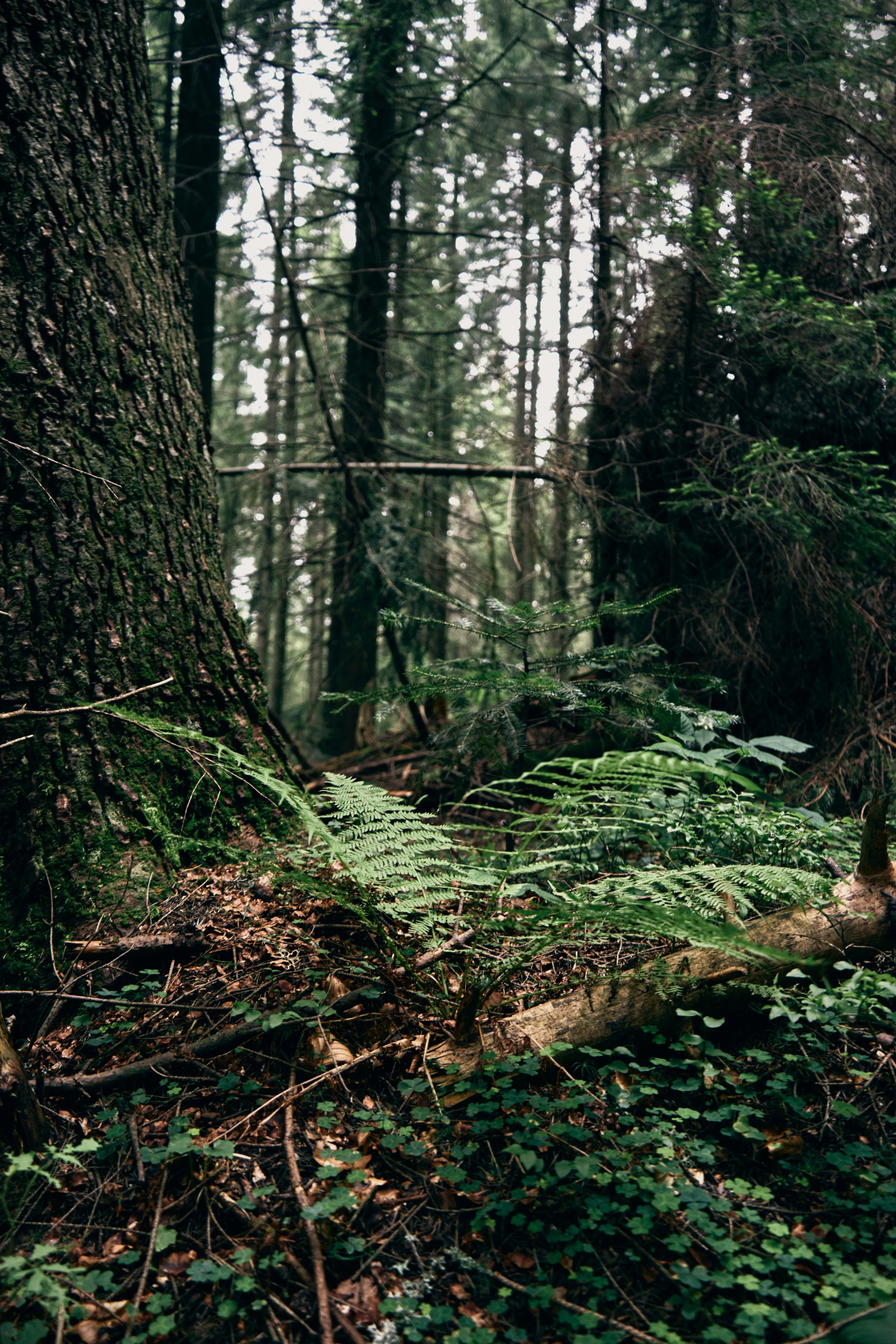 Dense Green Forest with Ferns and Tall Trees Wallpaper
