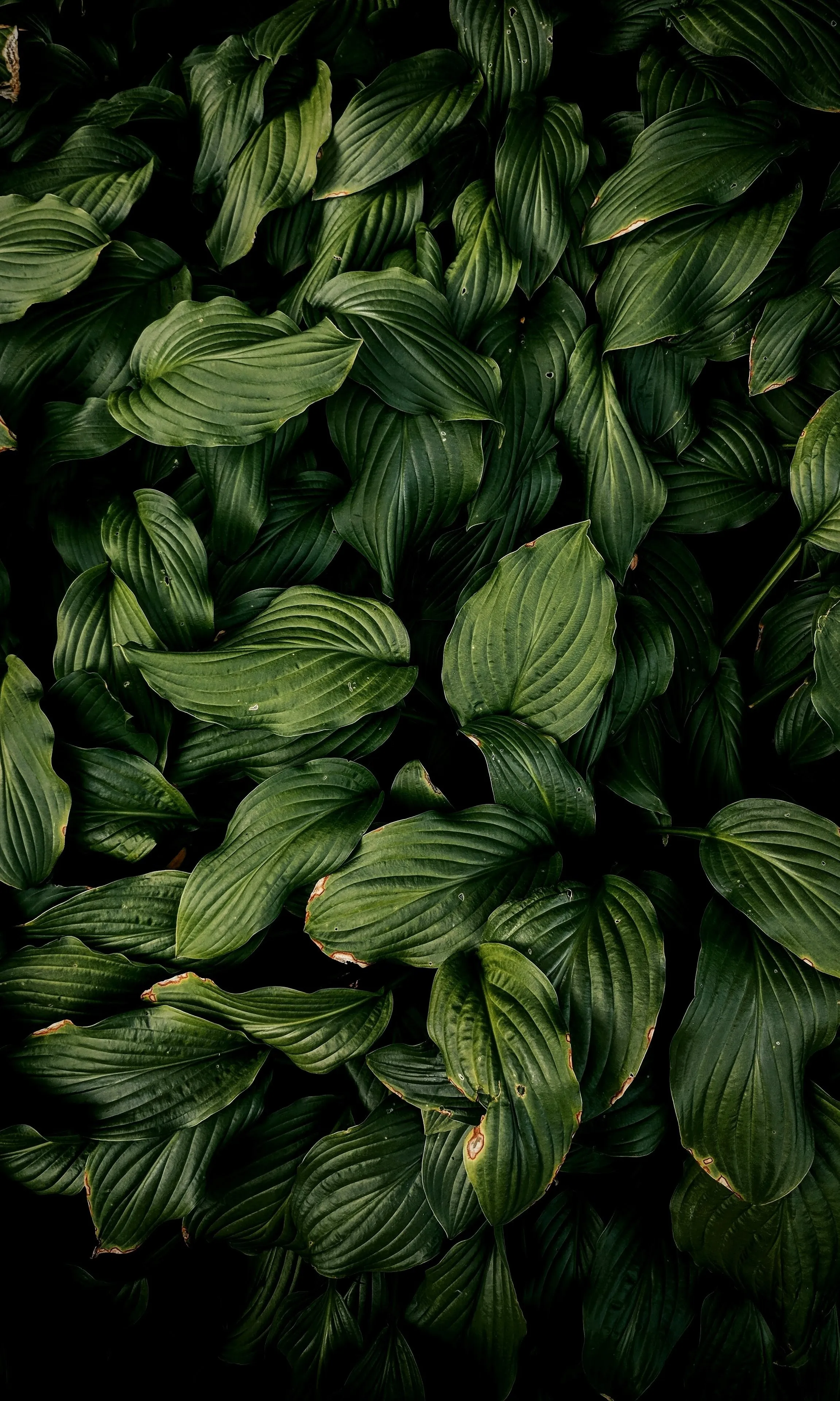Dense Green Leaves Closeup in Natural Light Scene Image