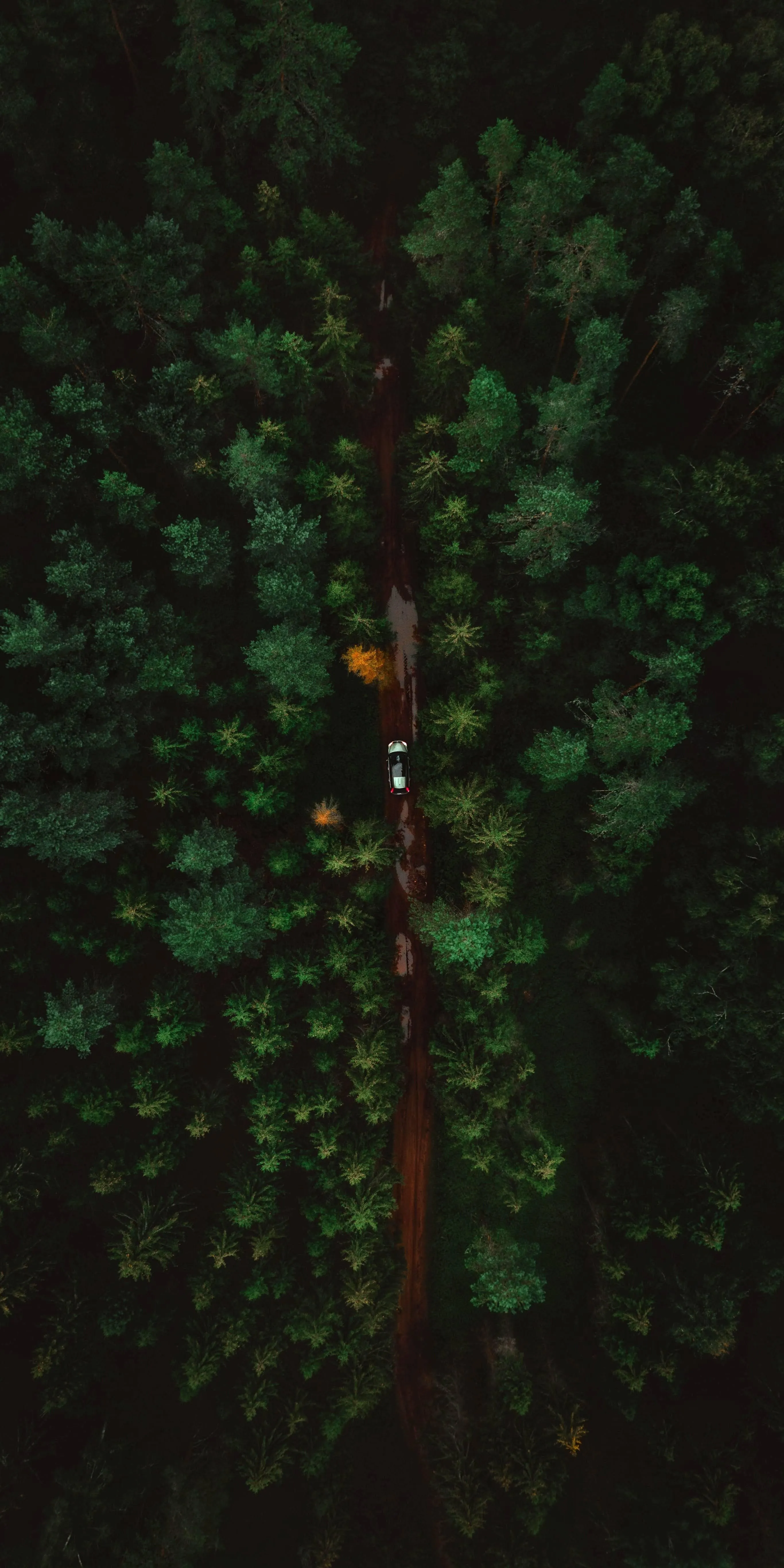 Dense Tree Covered in Green Lights in Darkness Wallpaper