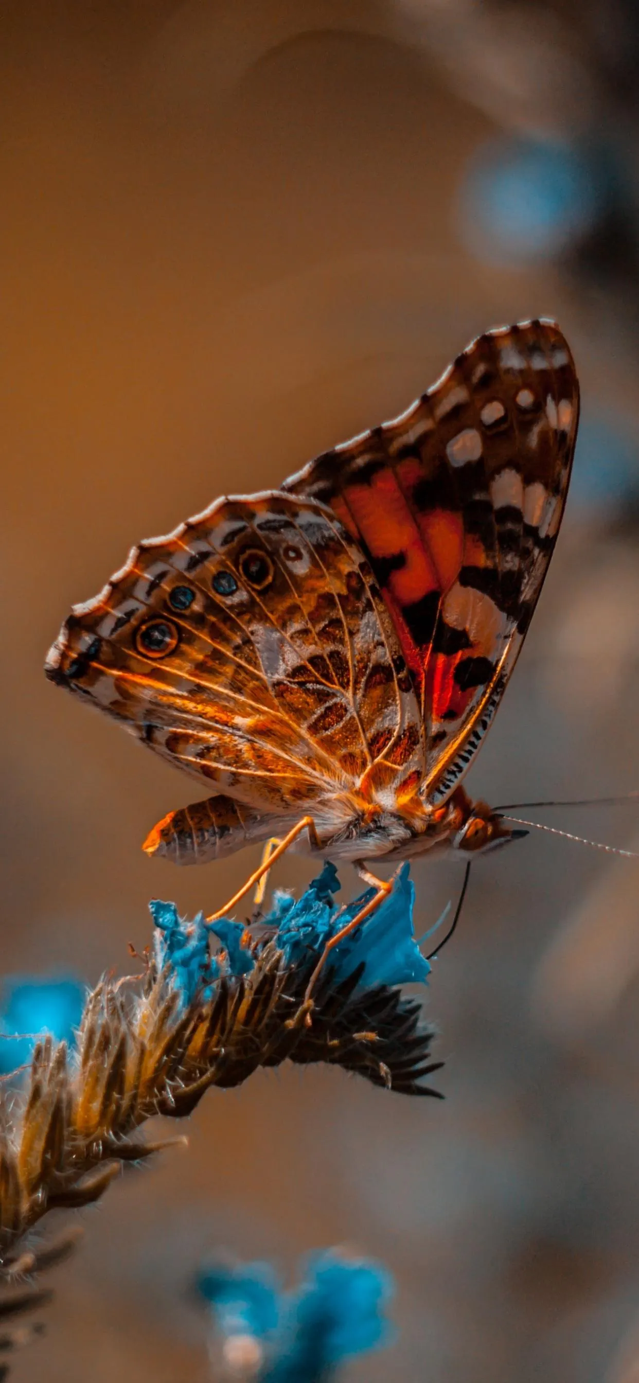 Detailed Butterfly Perched on Bright Blue Flower Petals